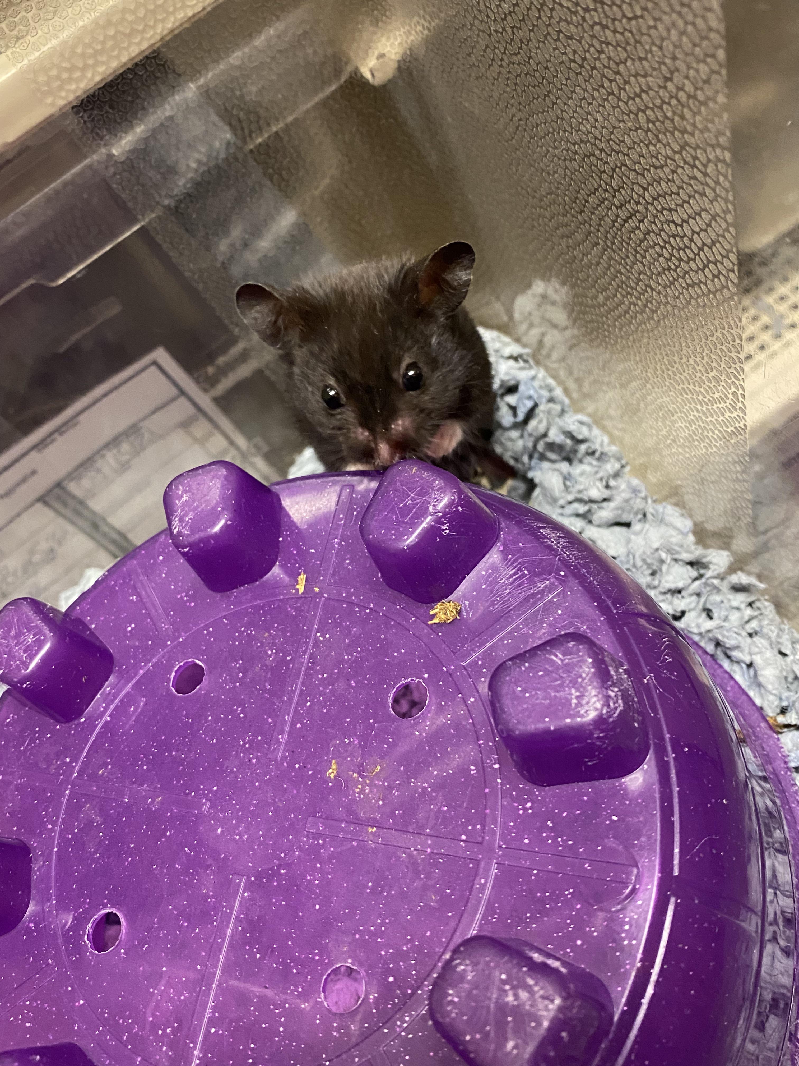 How often do you clean your hamster’s wheel? (More in Comments) r/hamsters