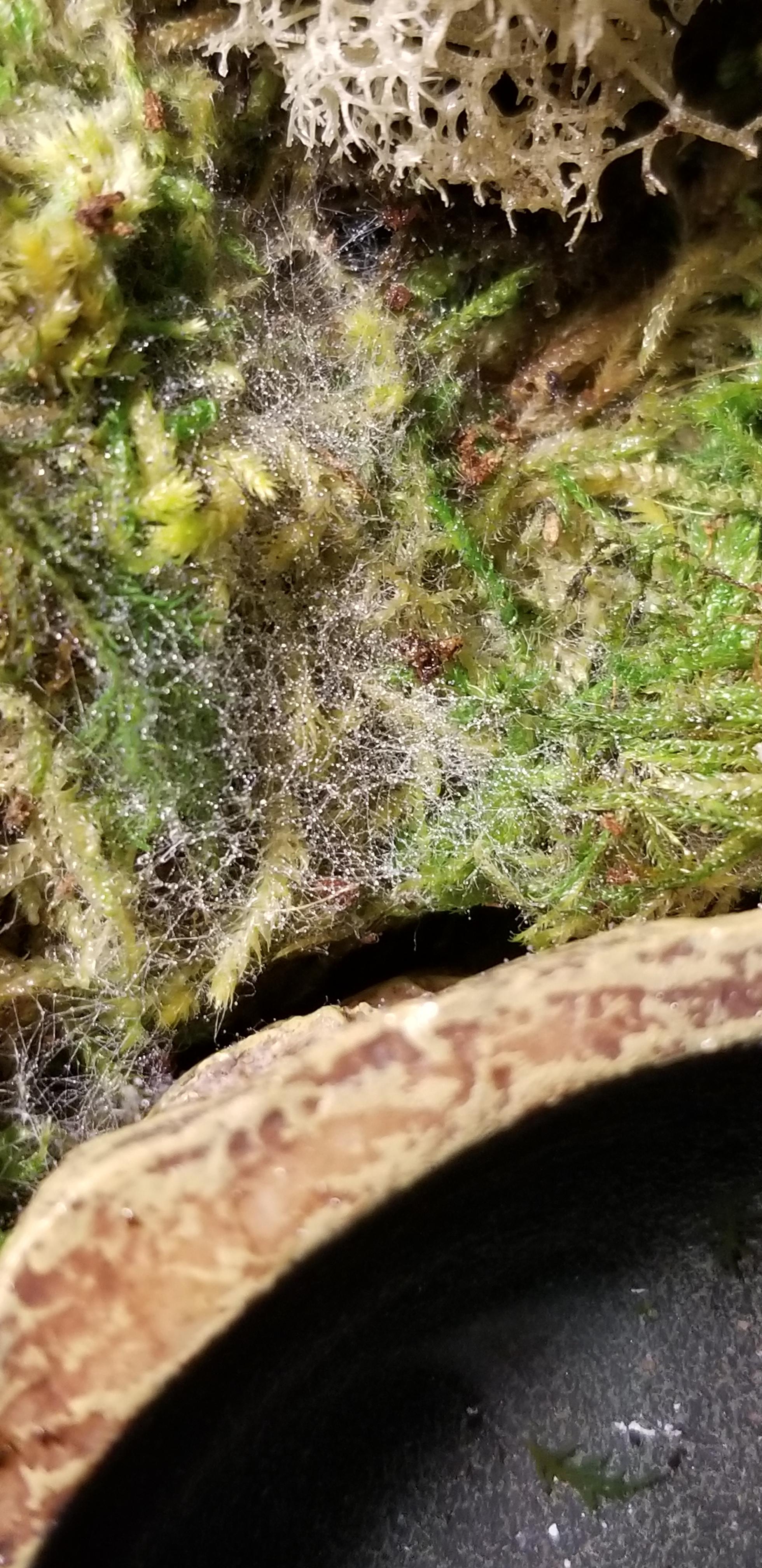 Is this mold/something dangerous? I have some moss on the bottom on my