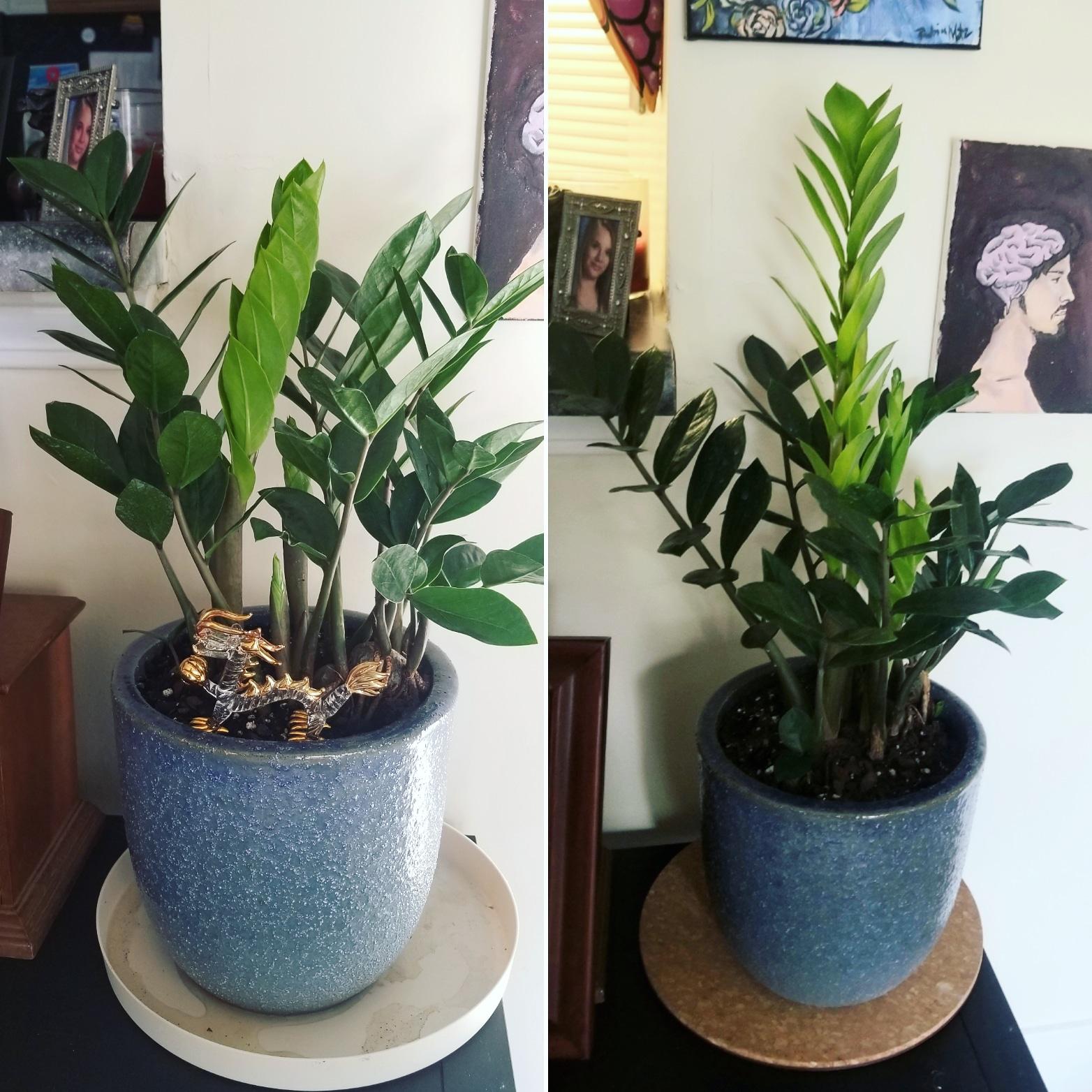 Zz Plant New Growth Plant Ideas