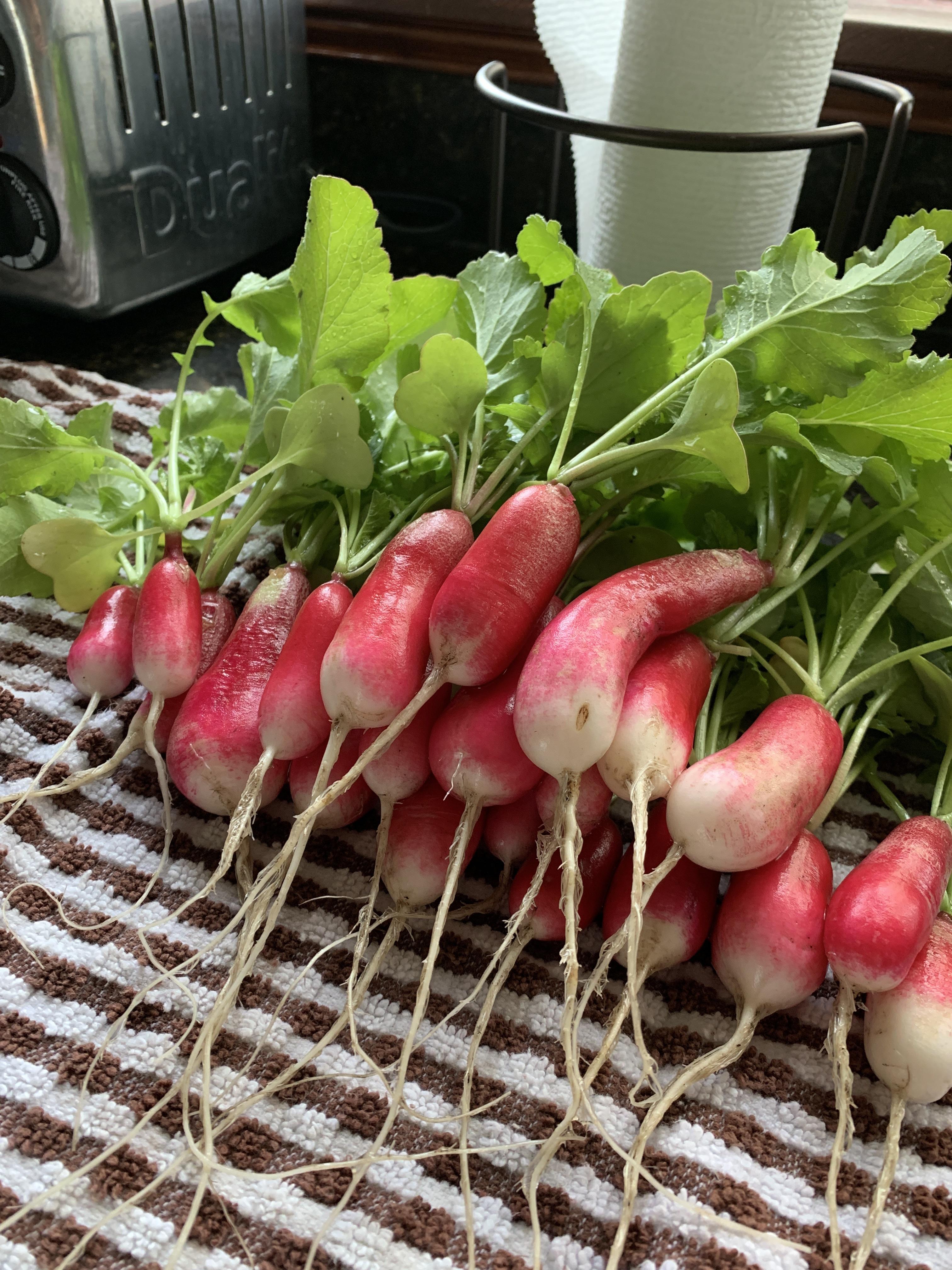 Daily harvest of these French breakfast radish longbois... I have