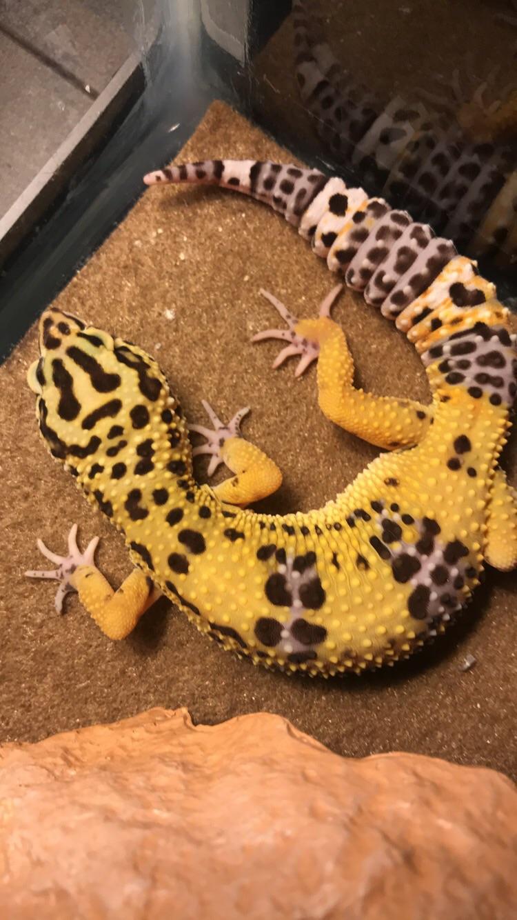 Does my juvenile leopard gecko look healthy in terms of weight? r/geckos