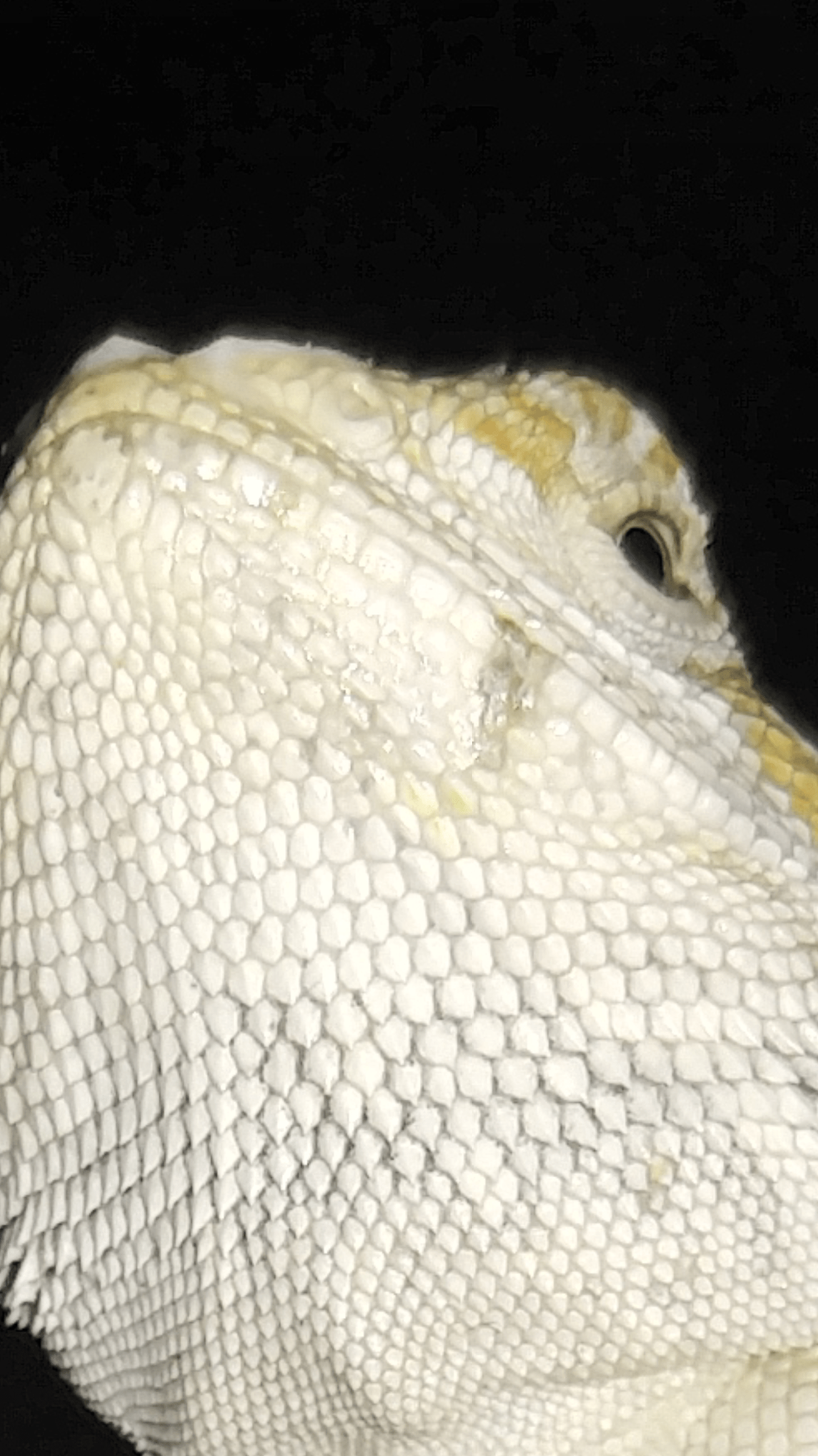 Black spots on a baby bearded dragon (see description below)