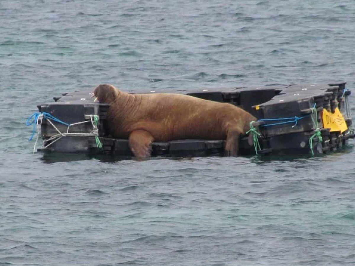 Animal rescuers in Ireland built a floating couch for a walrus who