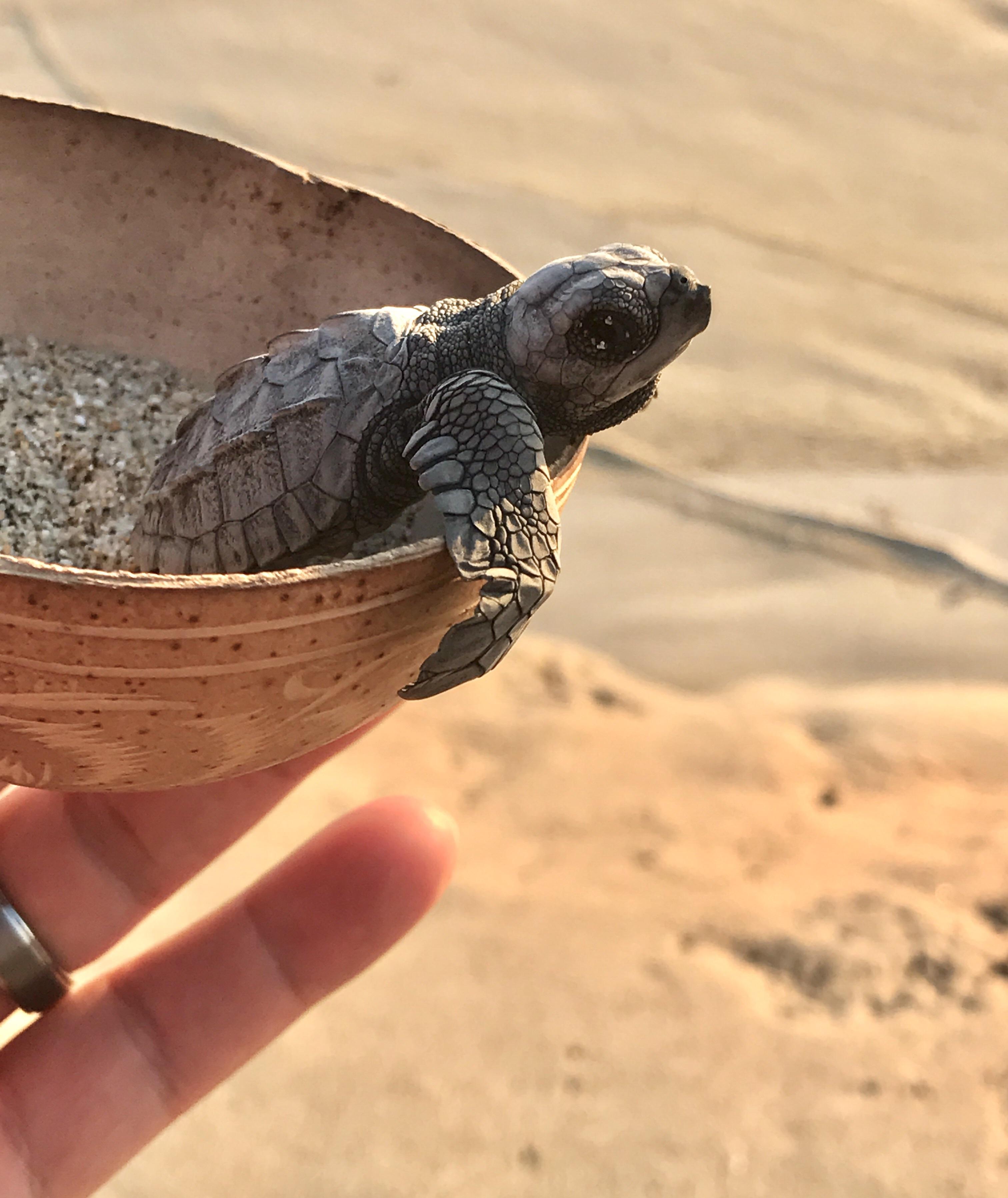 Baby Turtle 7+ / VSCO iPhoneography