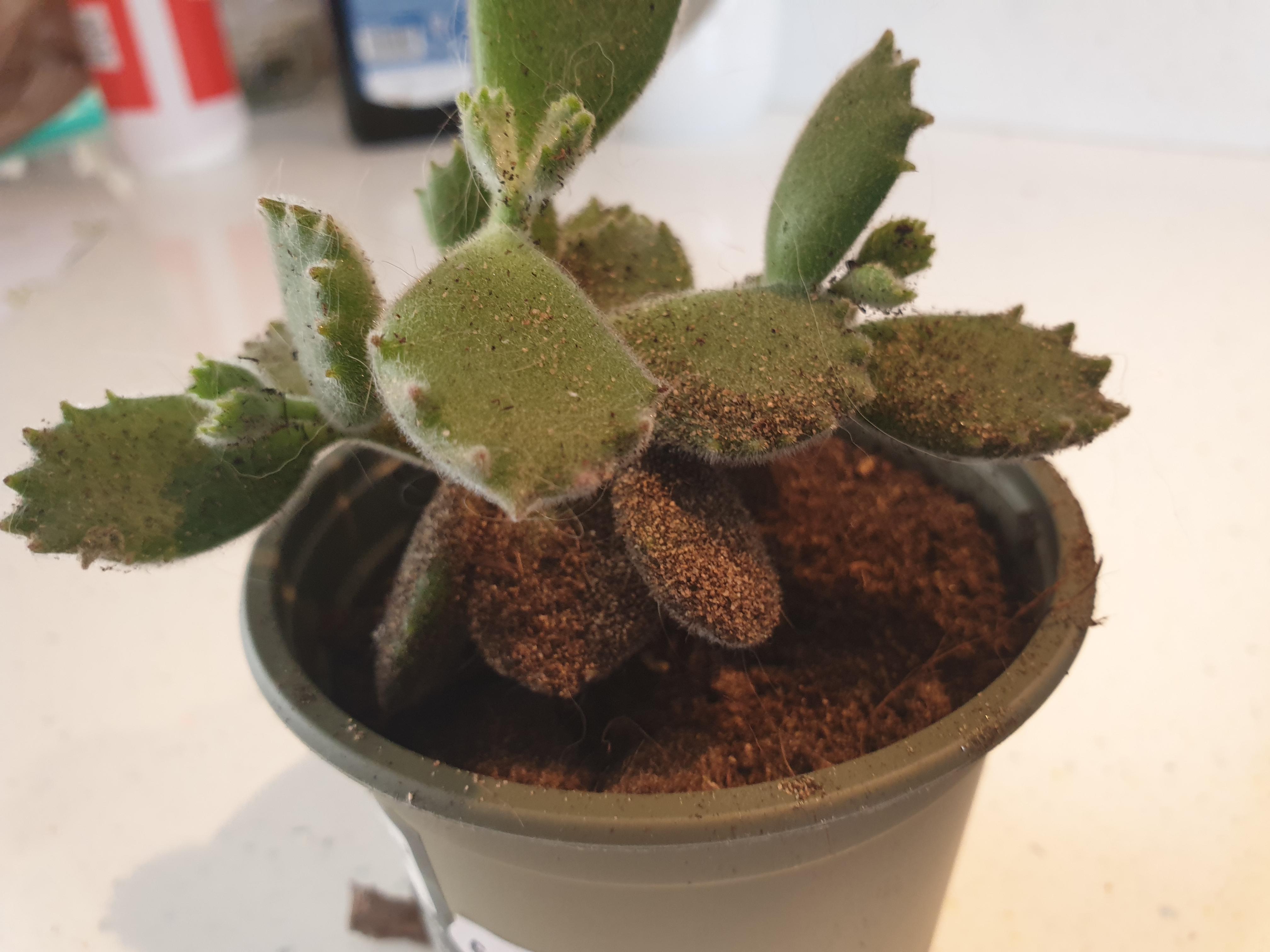 What's a good way to get dirt off a fuzzy succulent? (the cat knocked