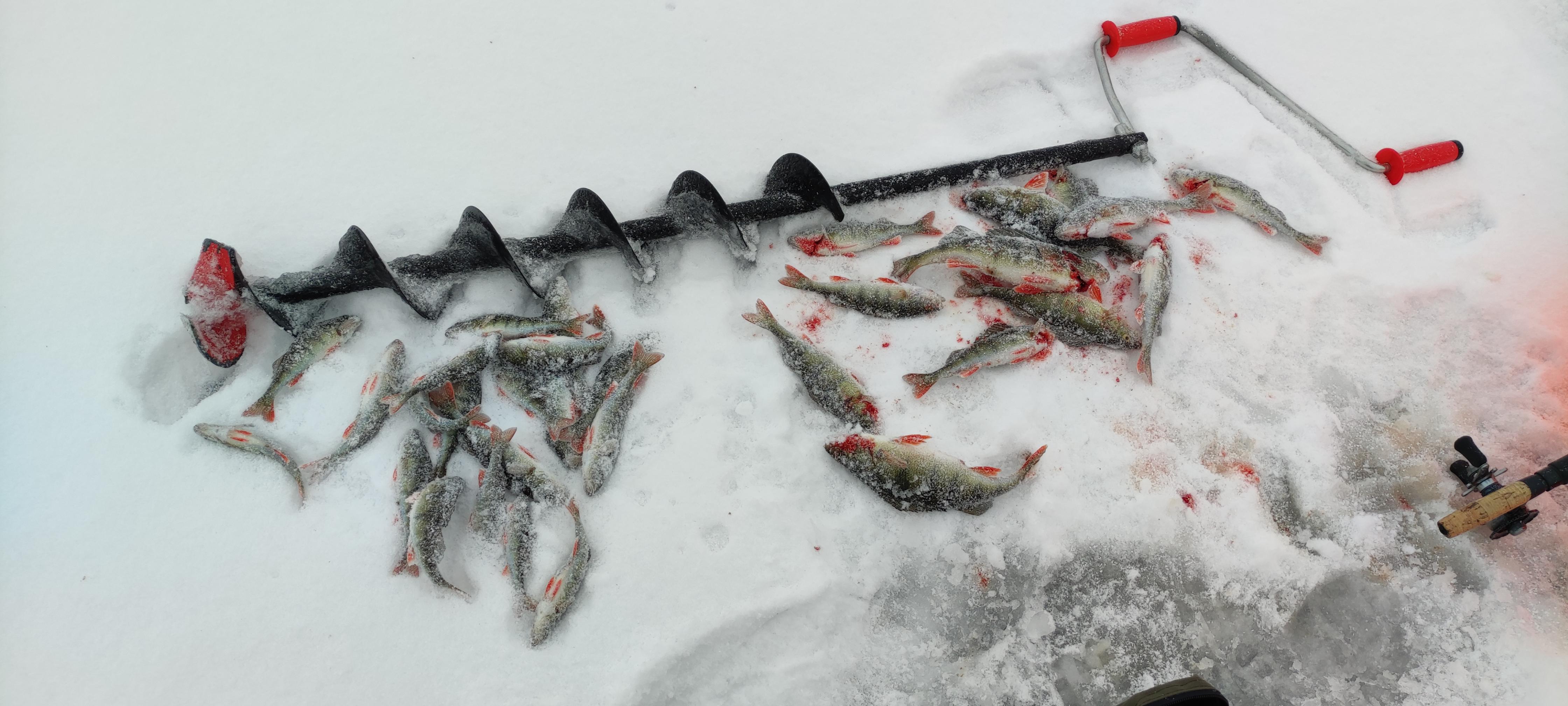 The perch were biting yesterday r/IceFishing