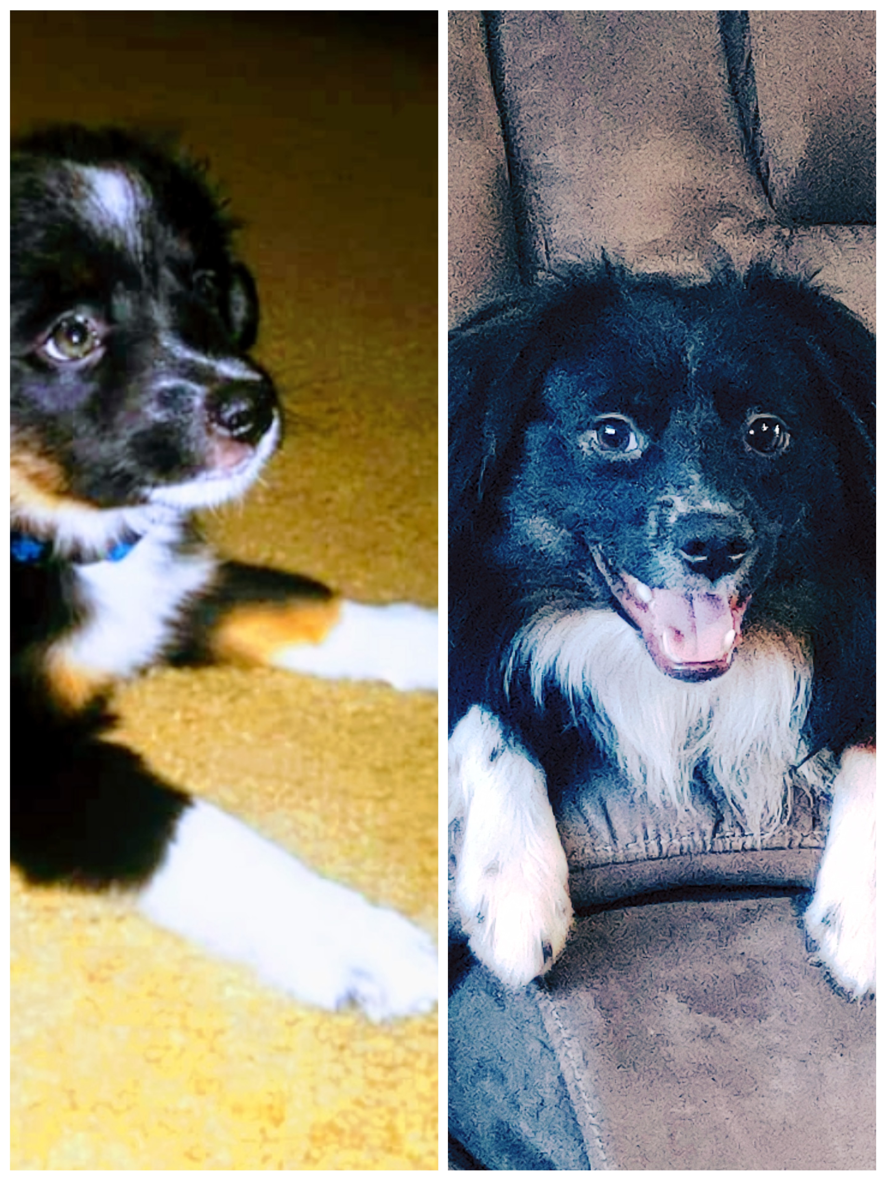 Our mini, Ozzy, at 10 wks and 1 yr r/MiniAussies