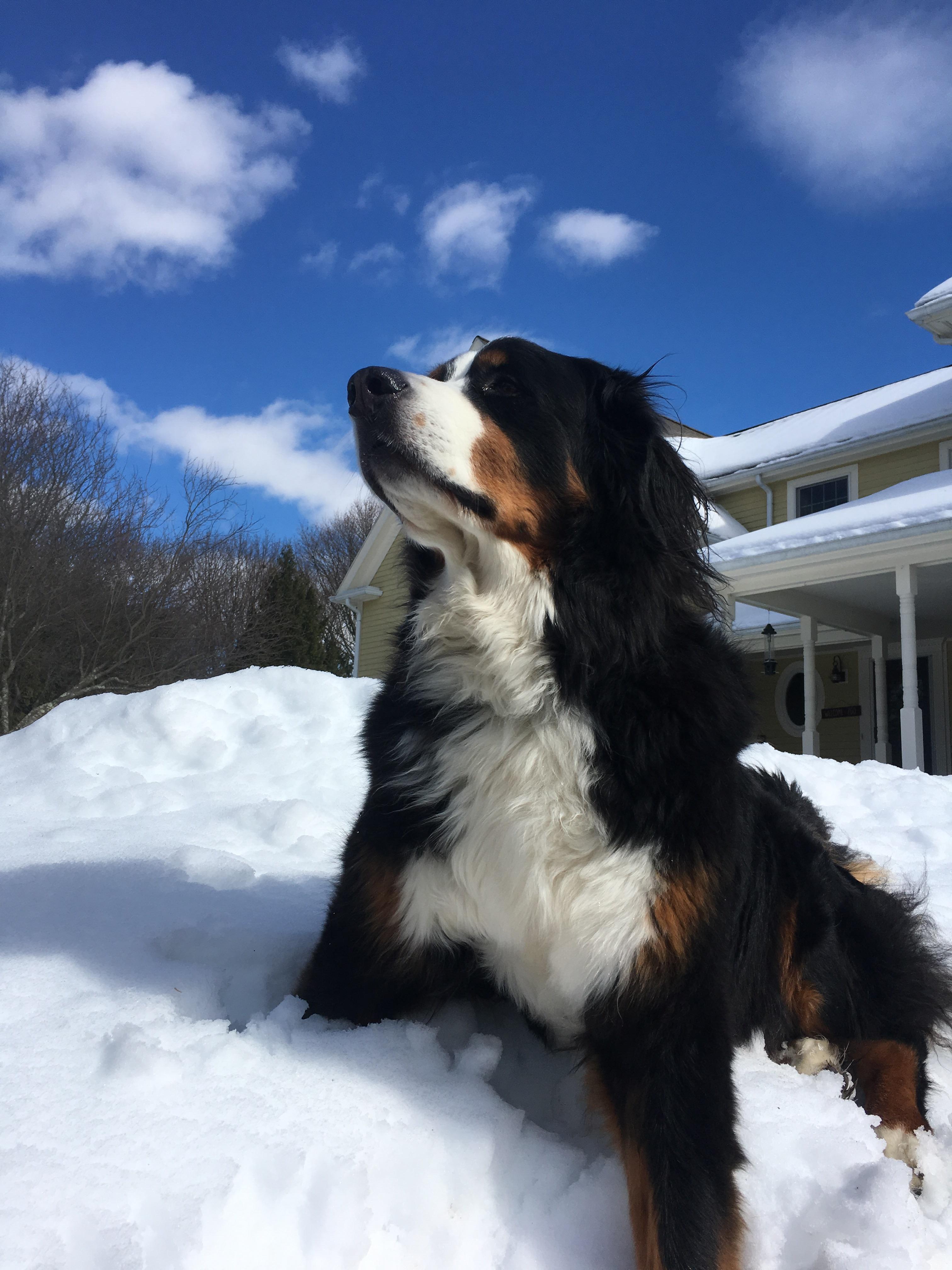 My bernese mountain dog enjoying the snow from the last storm. r