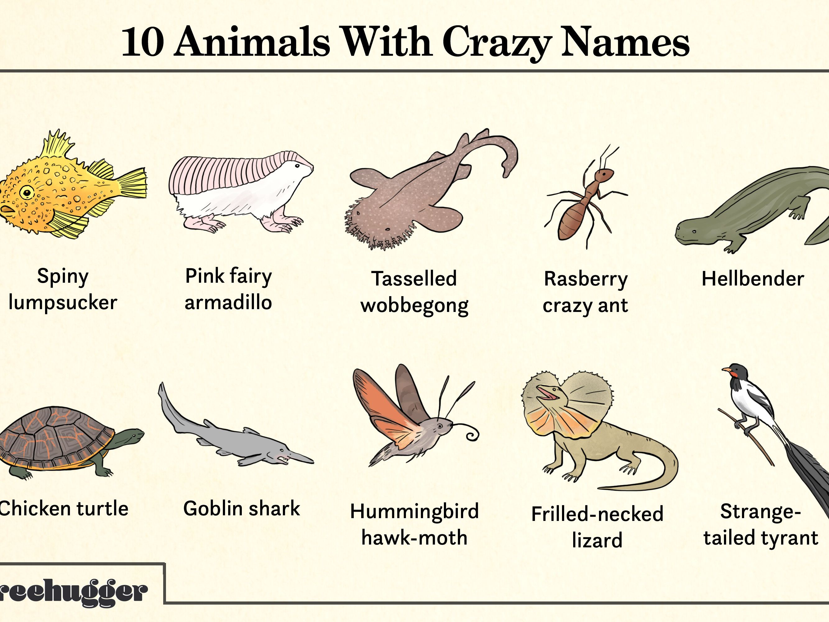 Animals with Crazy Names r/coolguides