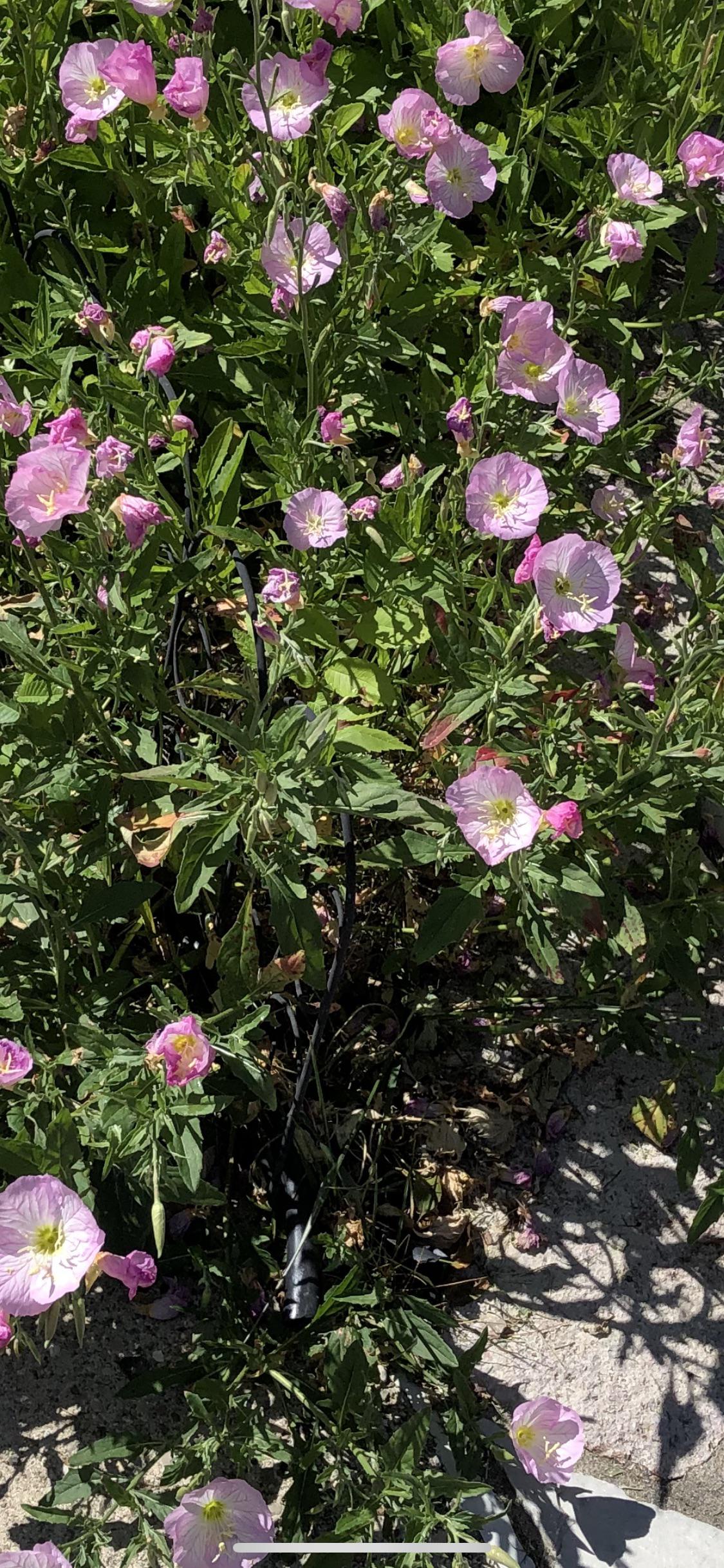 Pink flowers blooming in zone 6...what are they? r/whatsthisplant