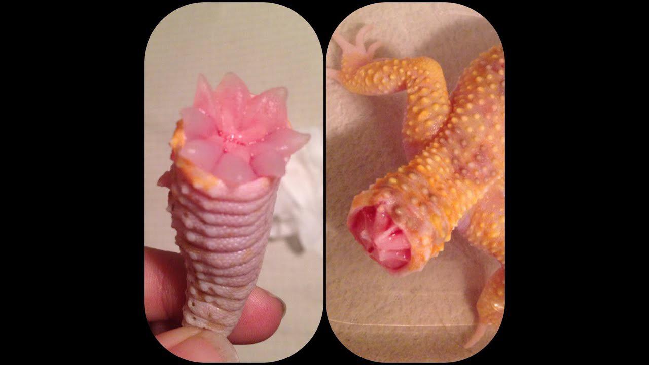 Thanks, I hate leopard gecko tail innards r/TIHI