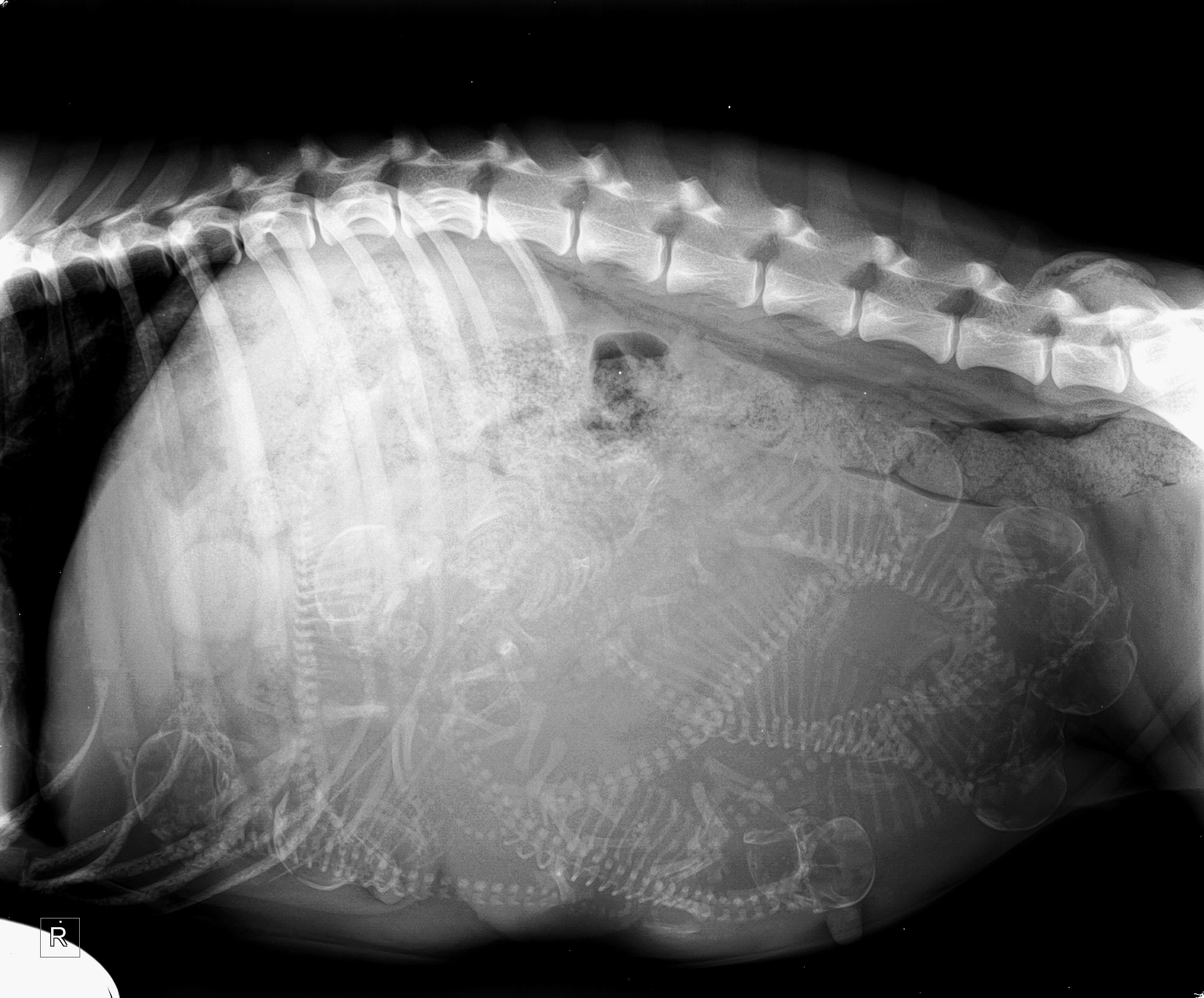 This Xray of my sister's pregnant dog. r/oddlyterrifying