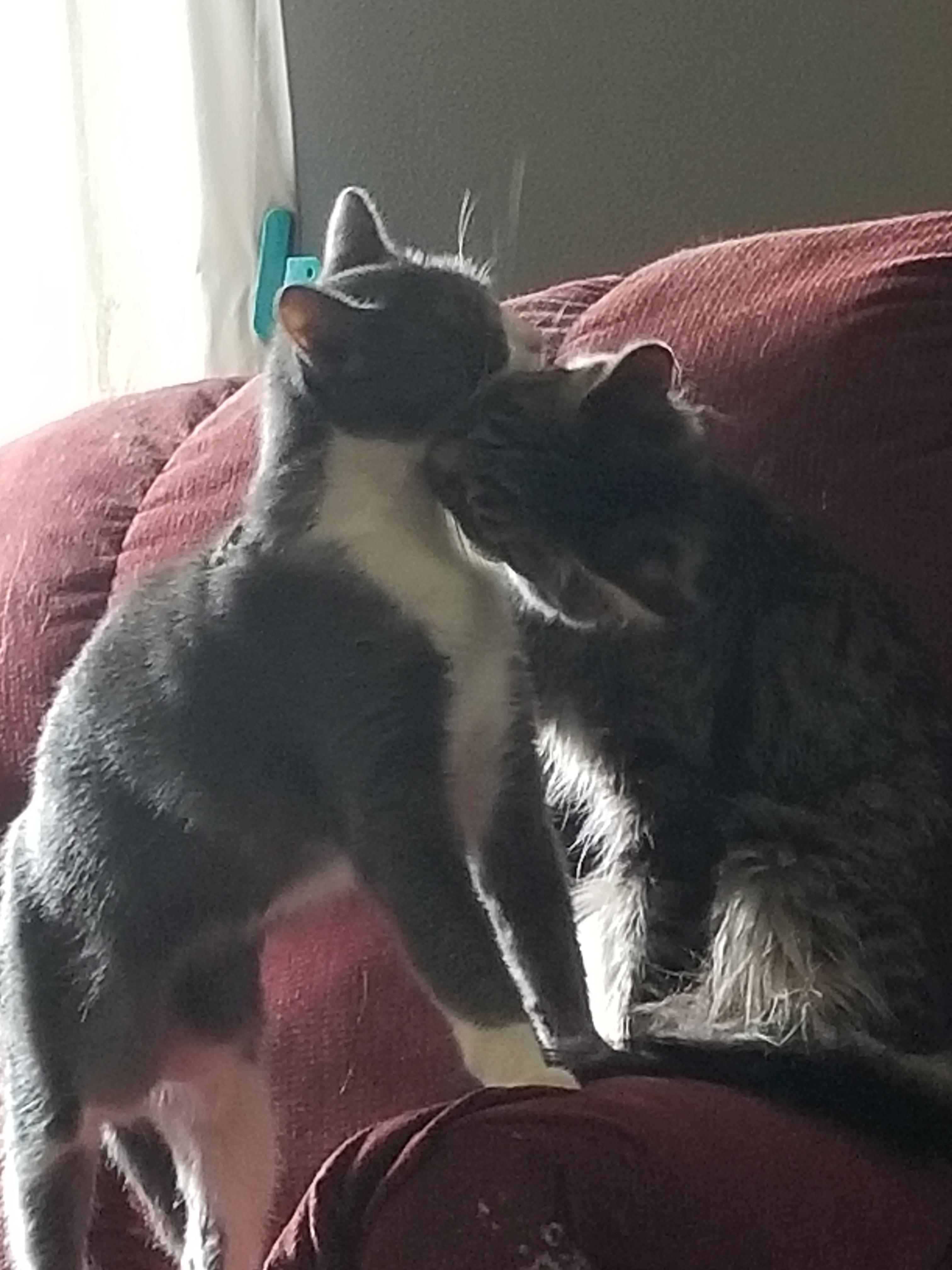 My cats cleaning each other aww
