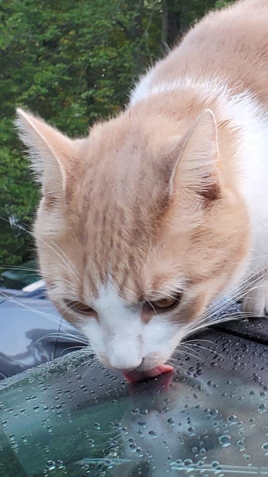 Uncles cat licking condensation off of windshields r/aww
