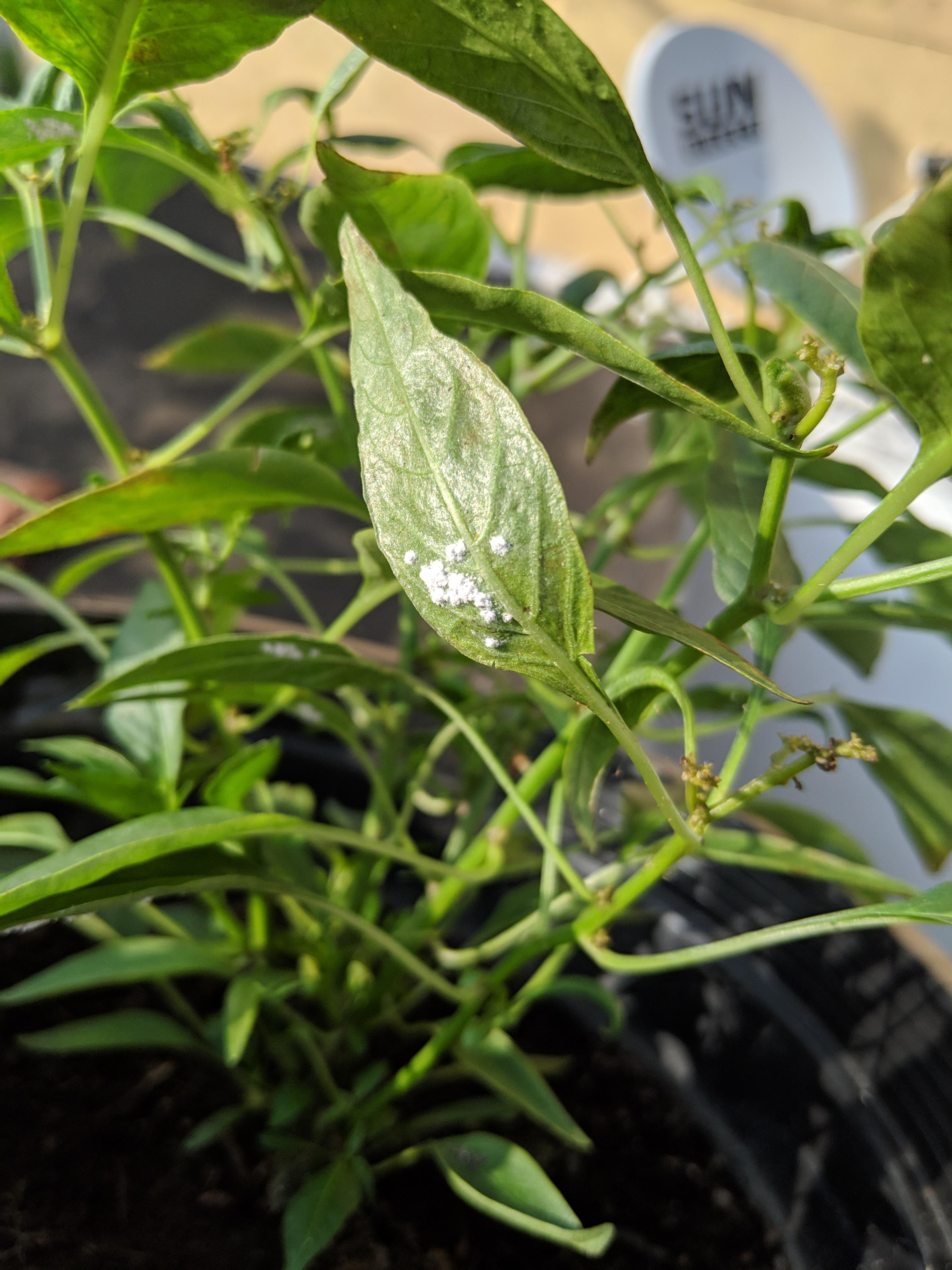 What is on my pepper plant and how do I get rid of it? r
