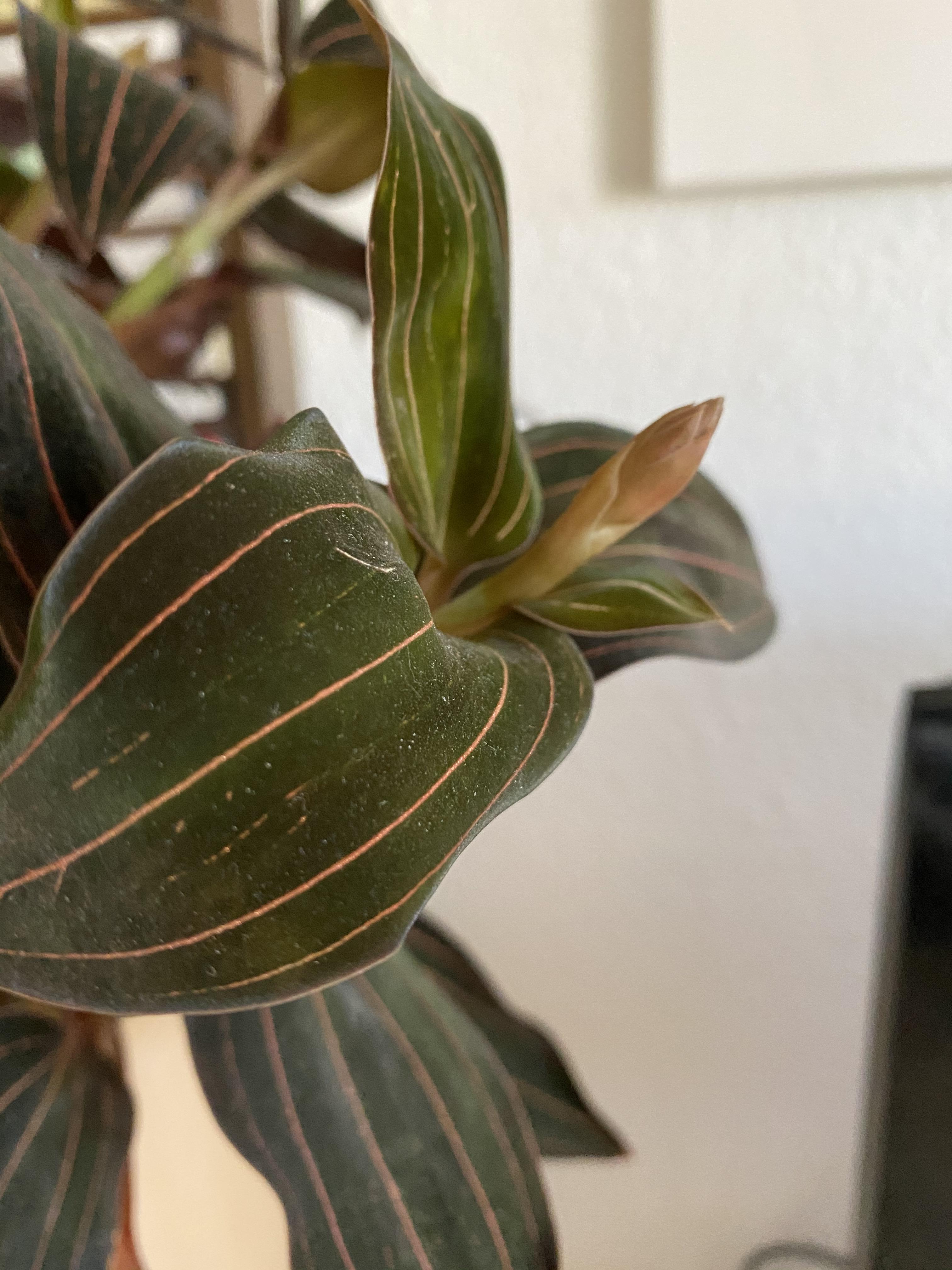 First bud on my jewel orchid! So excited orchids