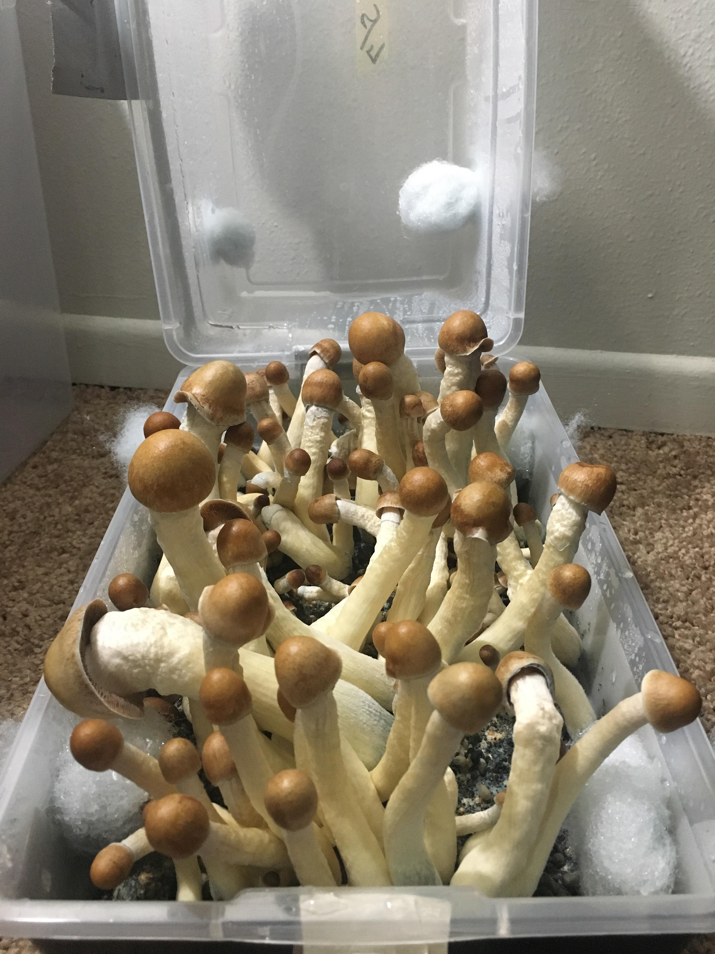 2nd PE r/shrooms