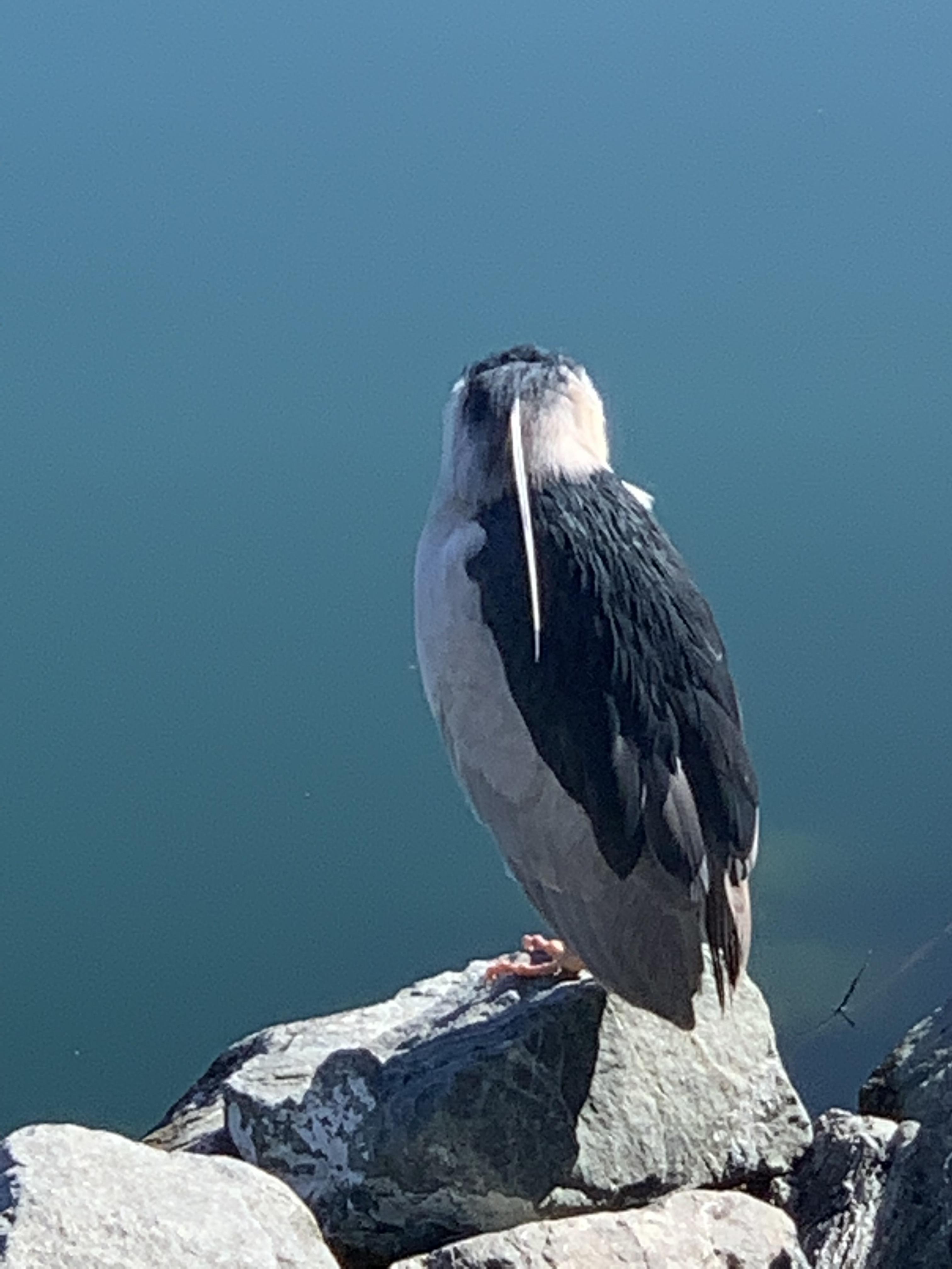 What is this bird? Took this photo in the Bay Area. r/whatsthisbird