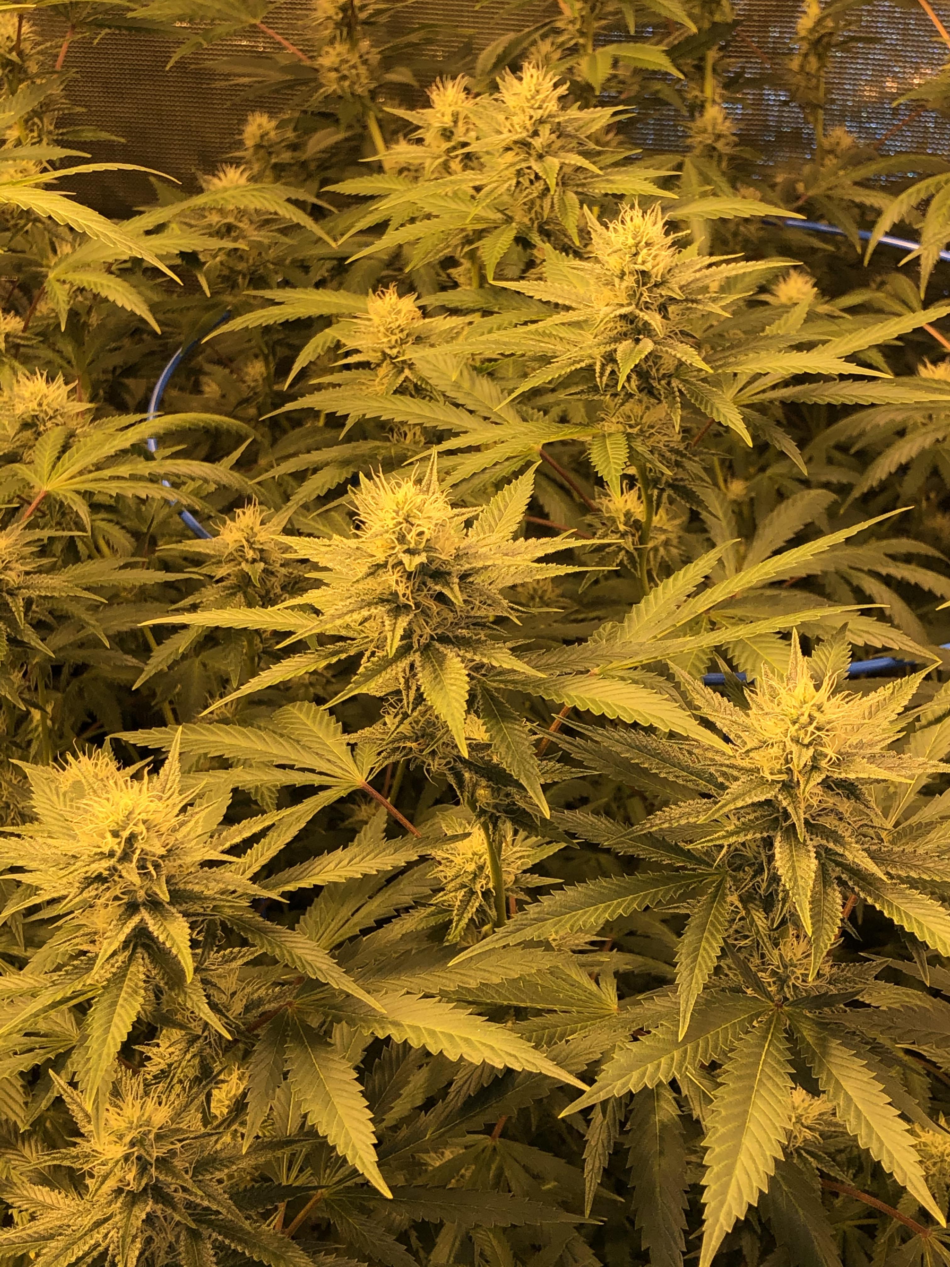 Warm smell of colitas rising up through the air! HerbGrow