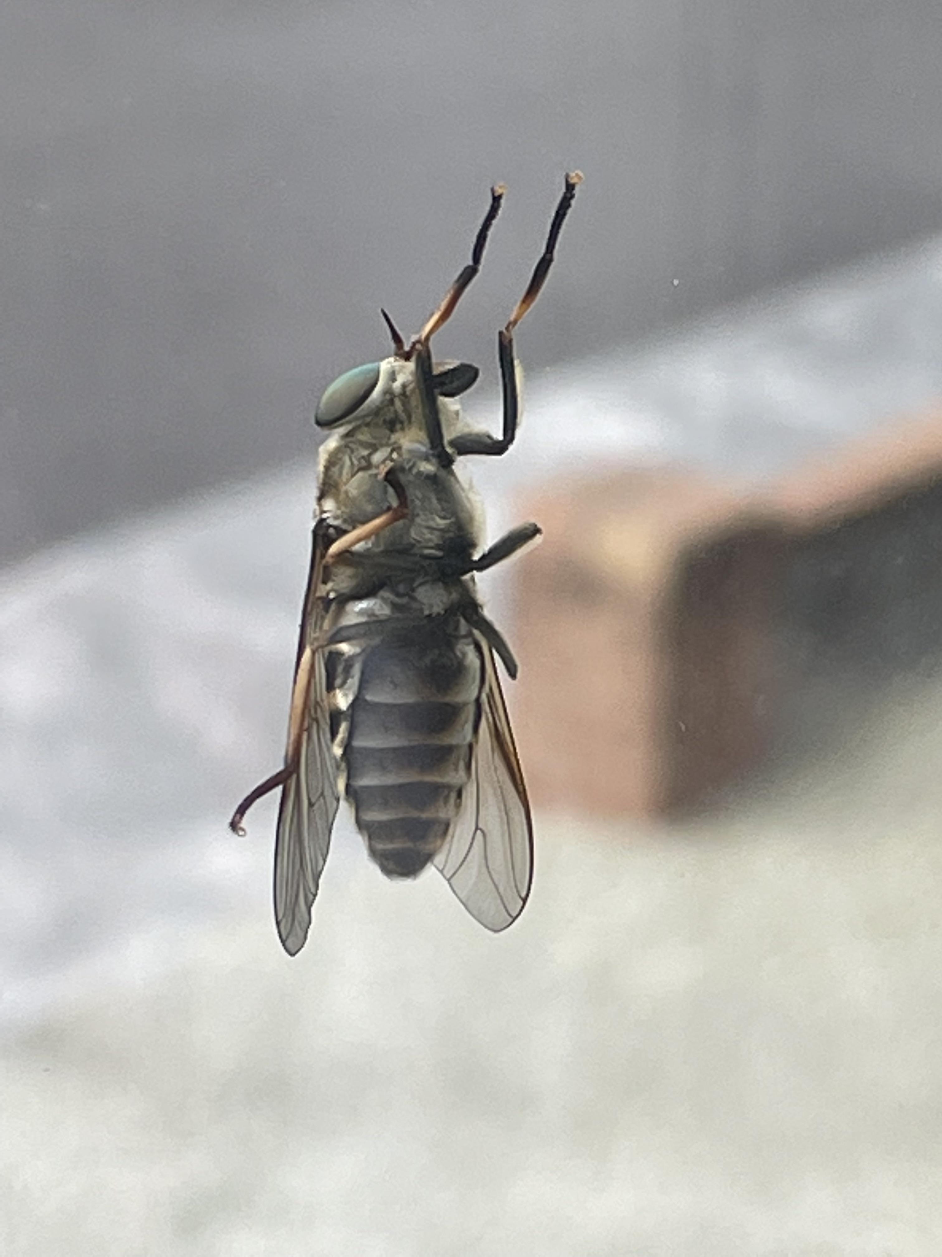 Can one of you tell me what this fly is called. Fairly sure it’s a