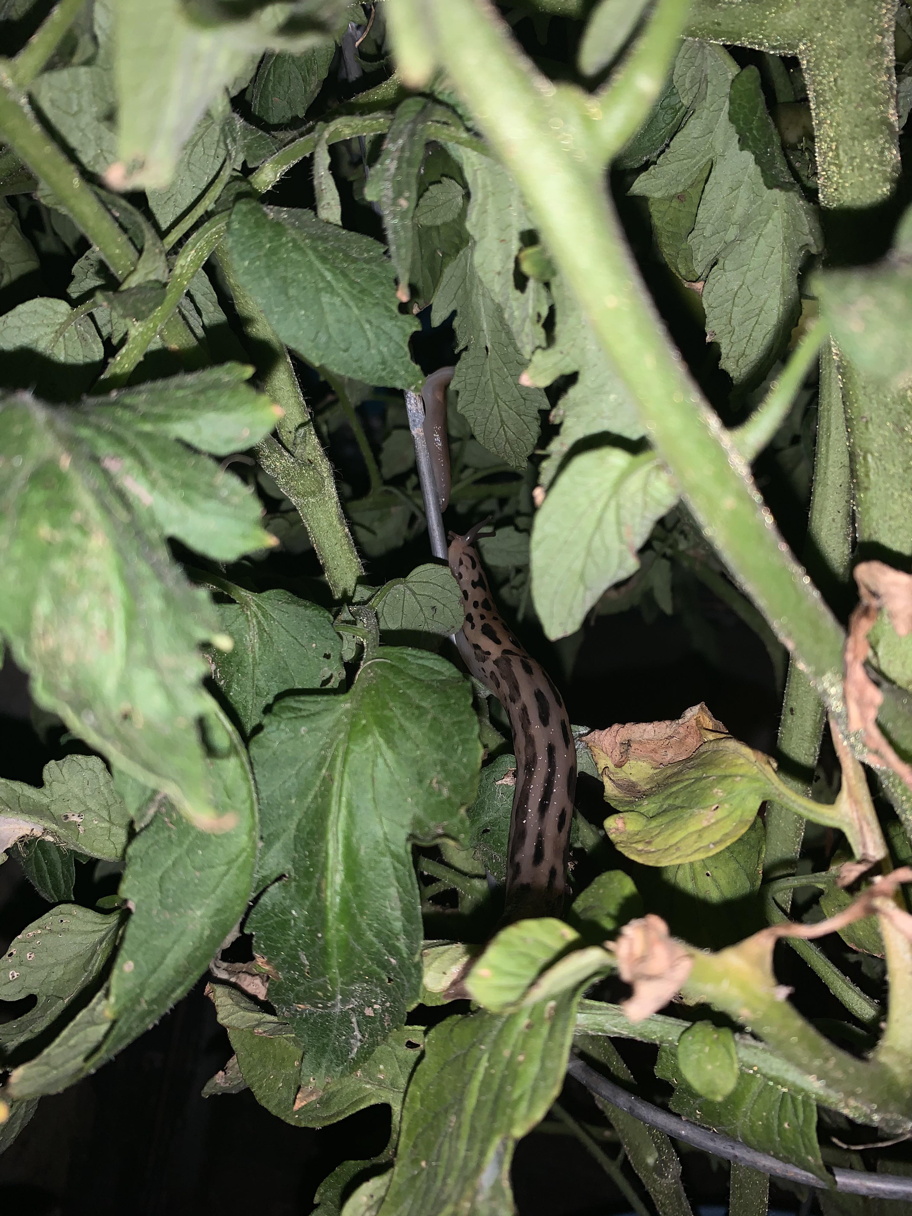 Are slugs bad for tomato plants? r/gardening