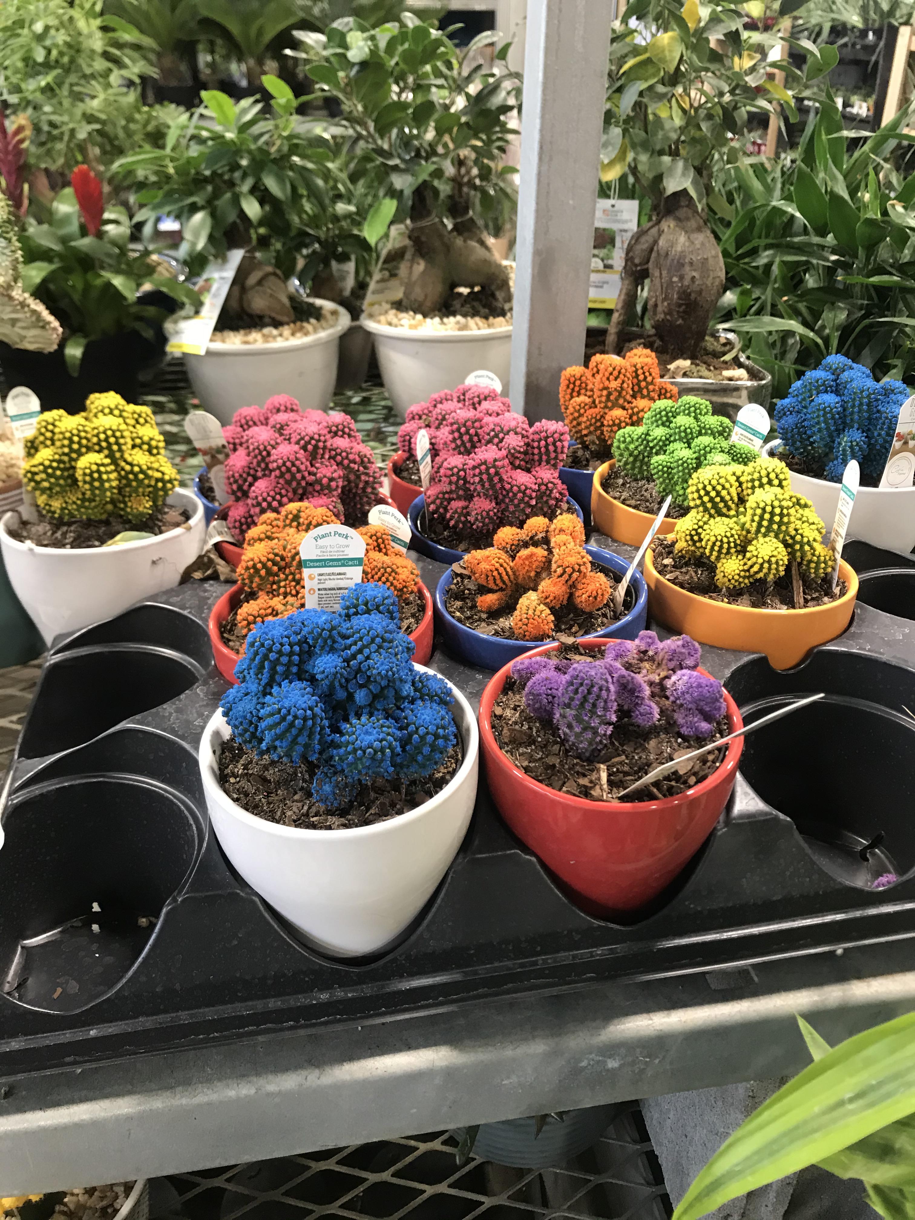 This is why you don’t buy plants at Home Depot r/houseplants