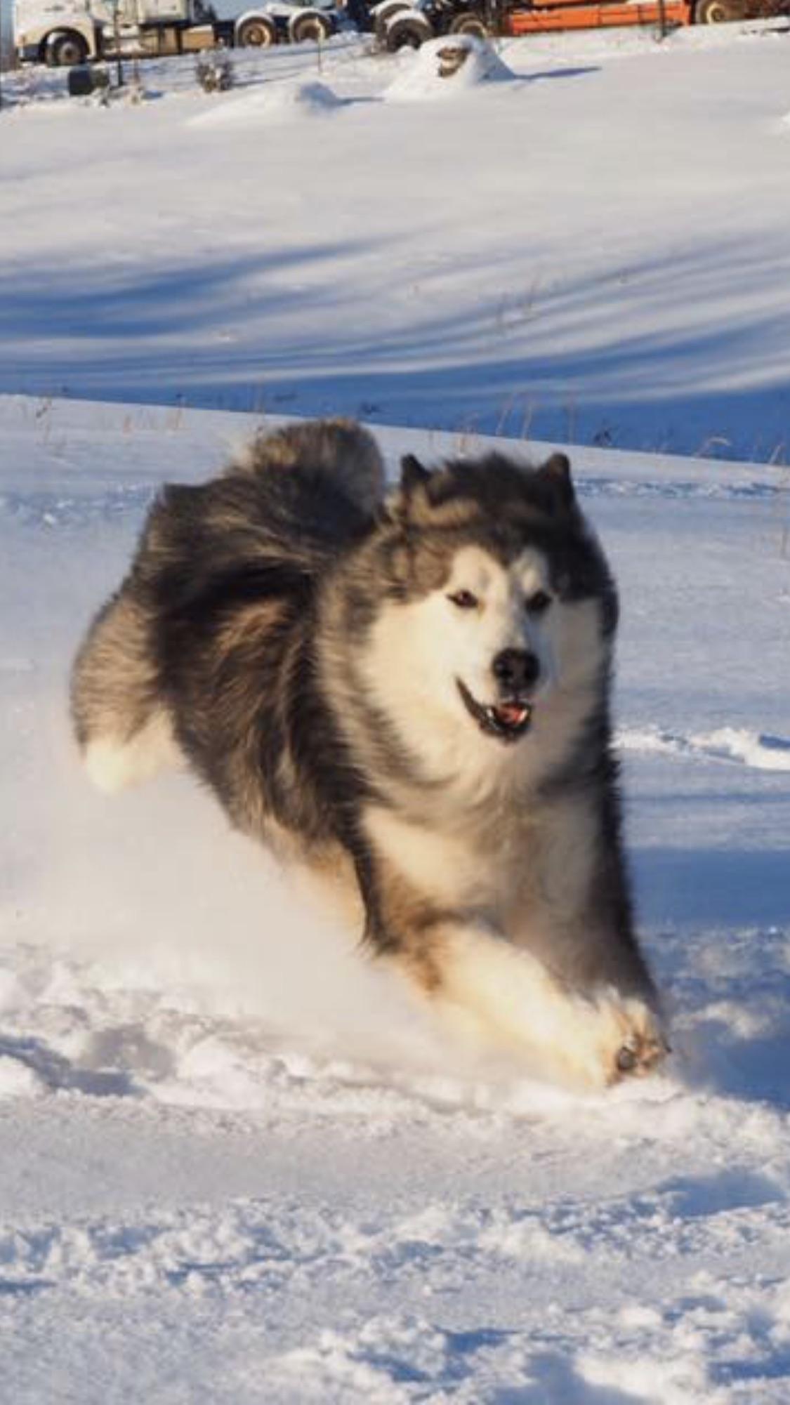 Giant alaskan malamute at Mountain Ridge Giant Alaskan Malamutes r