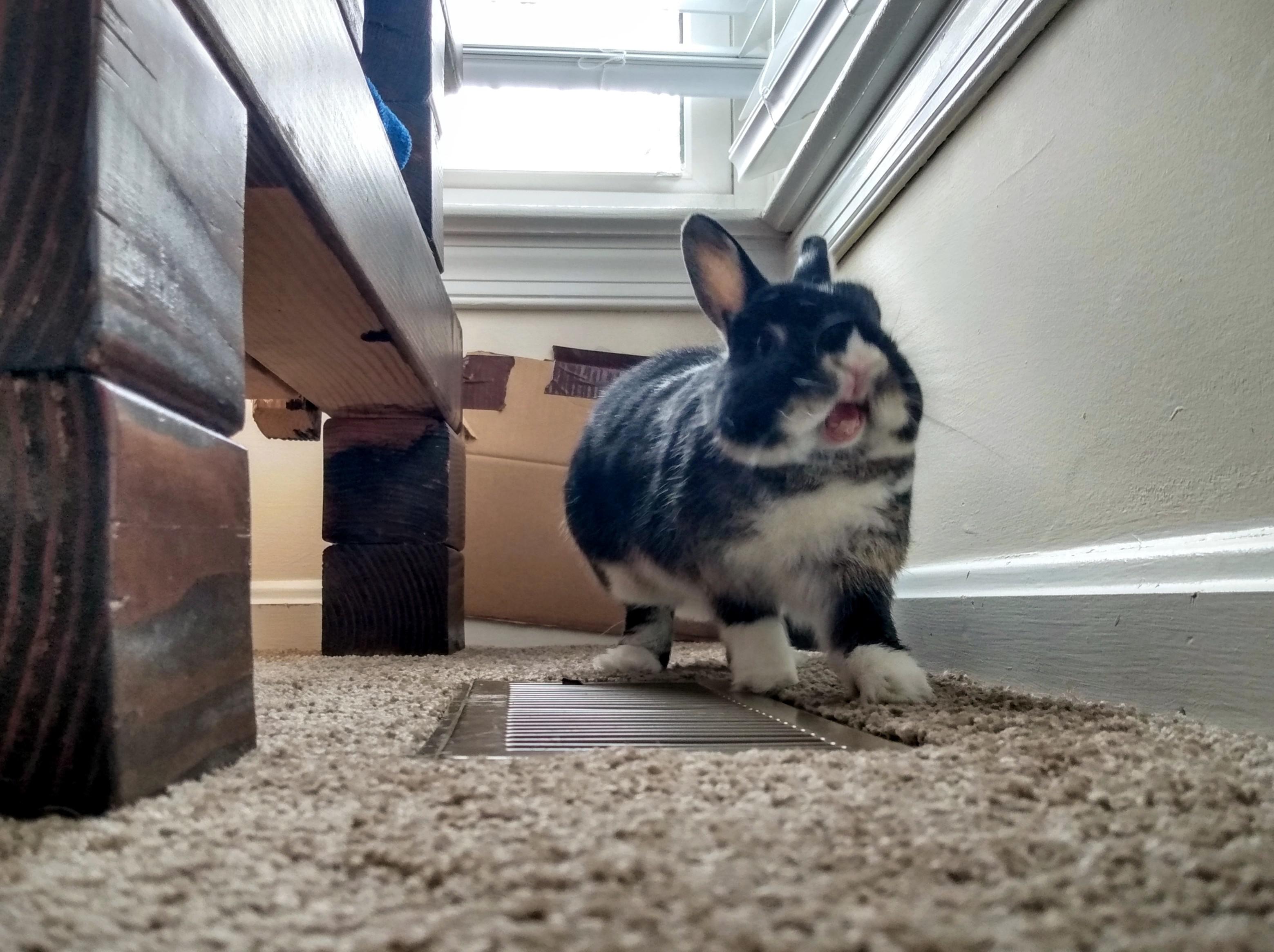 Yelling at the paparazzi r/Rabbits