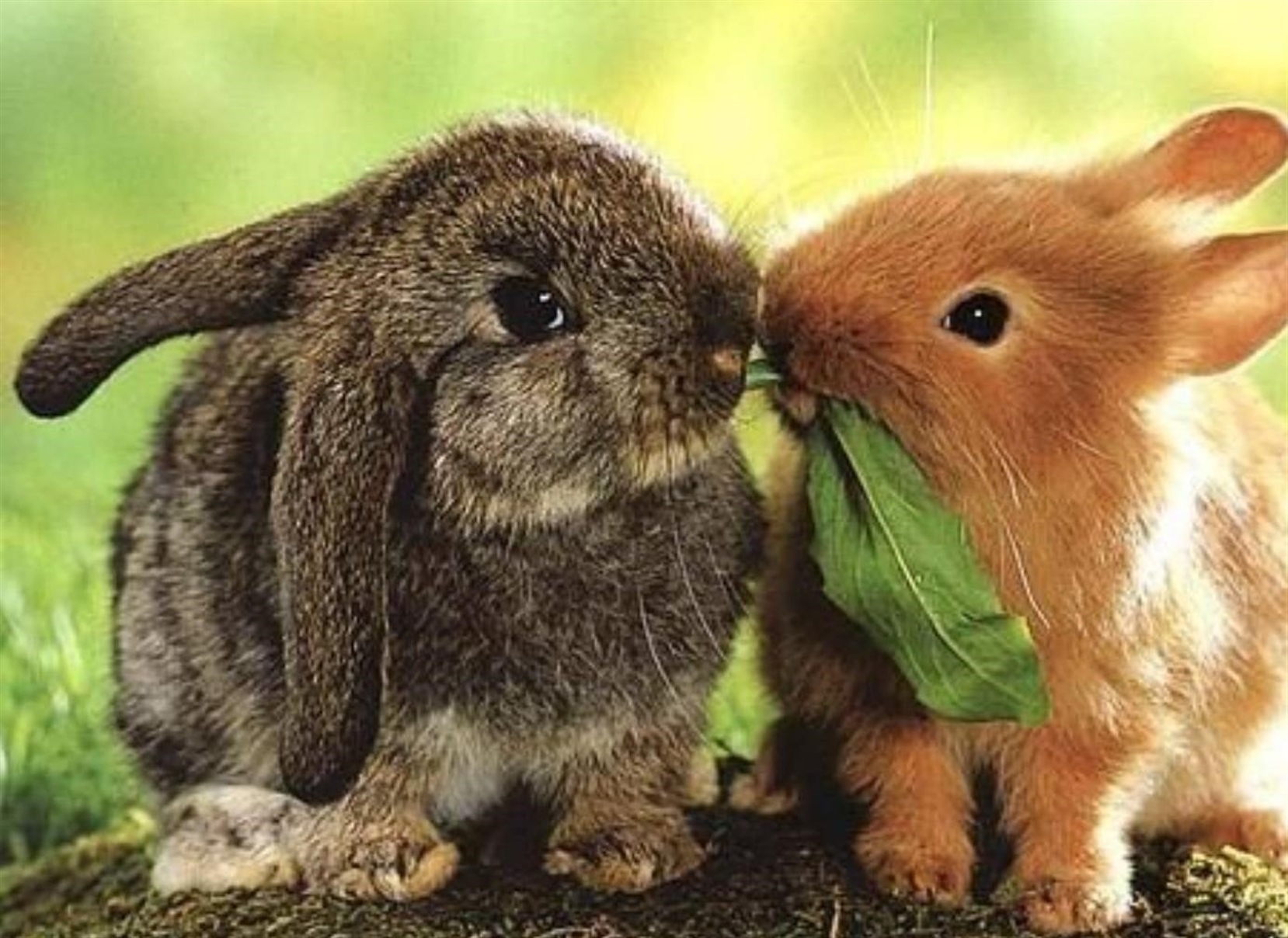 Cuddle bunnies r/AnimalsMyLove
