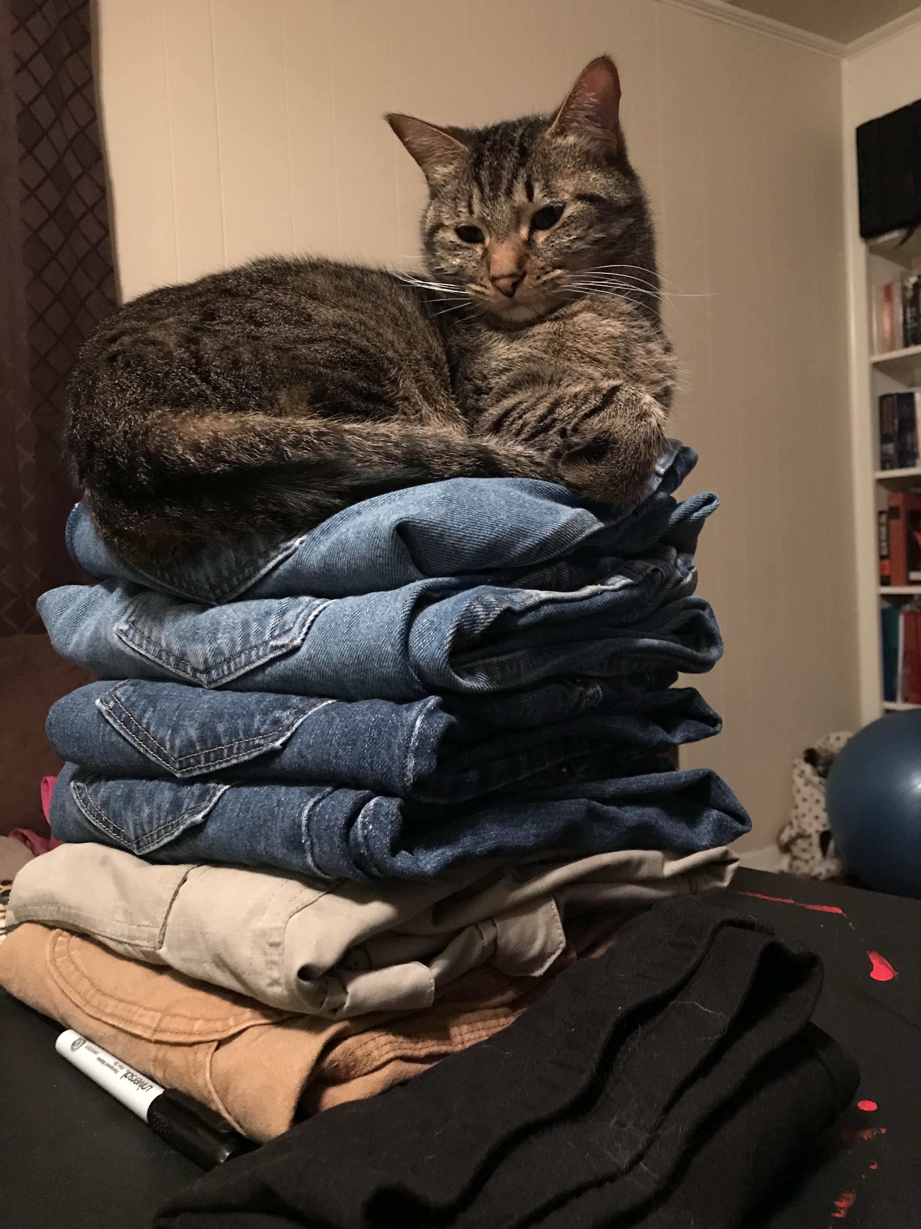 Cats *on* pants? r/catsinpants