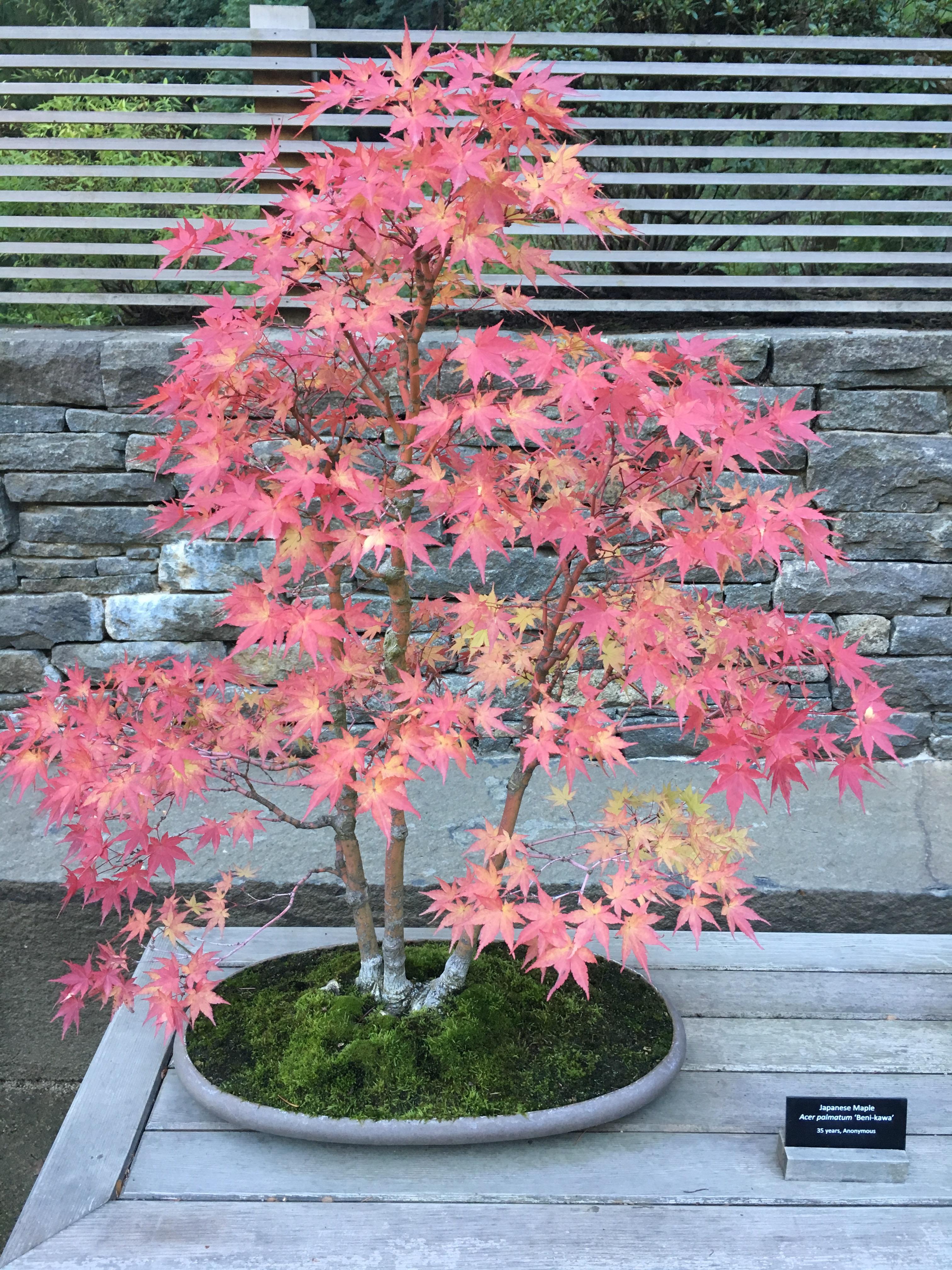 194 best Japanese Maple Bonsai images on Pholder Bonsai, Bonsai Porn