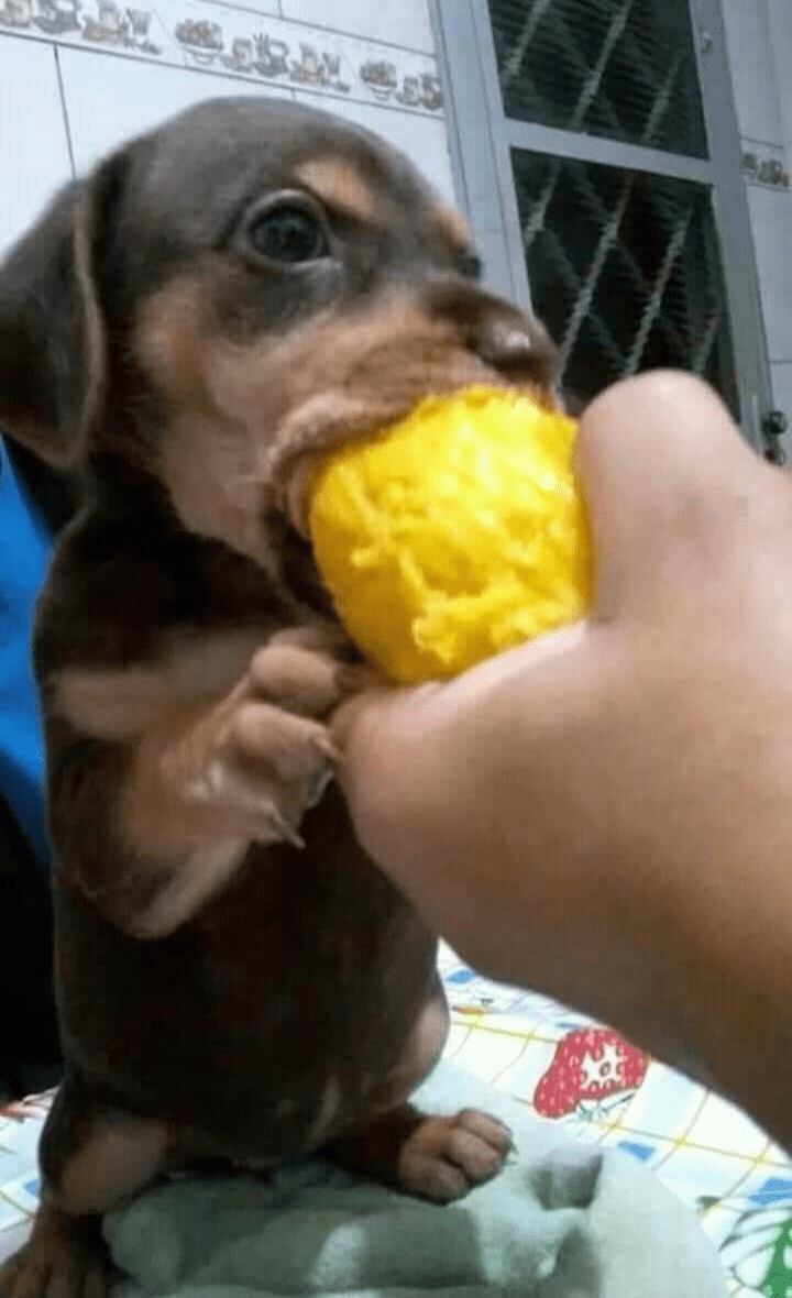 Dog eating mango r/mangofruit