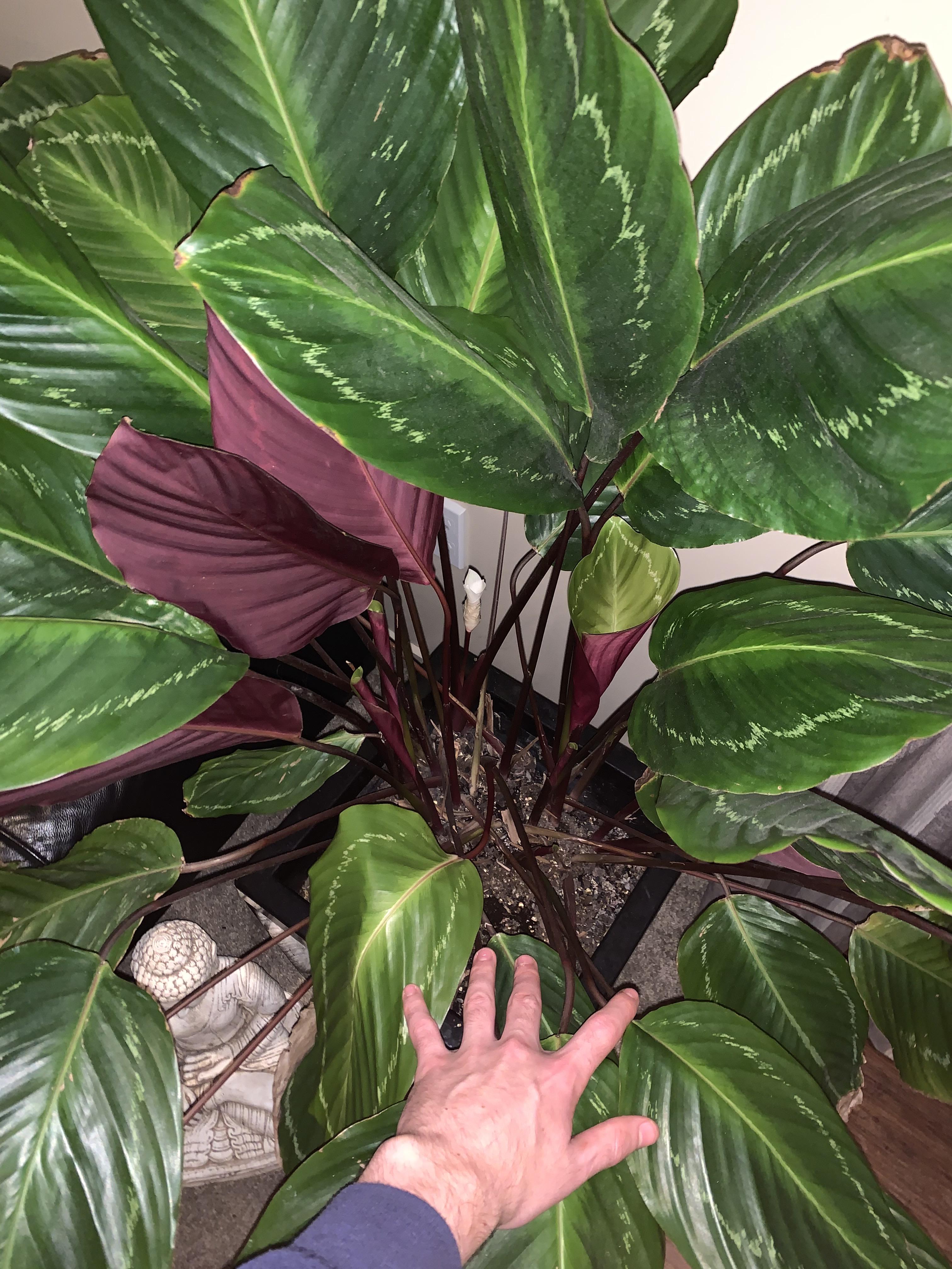 My prayer plant with five new leaves forming and a flower, see if you