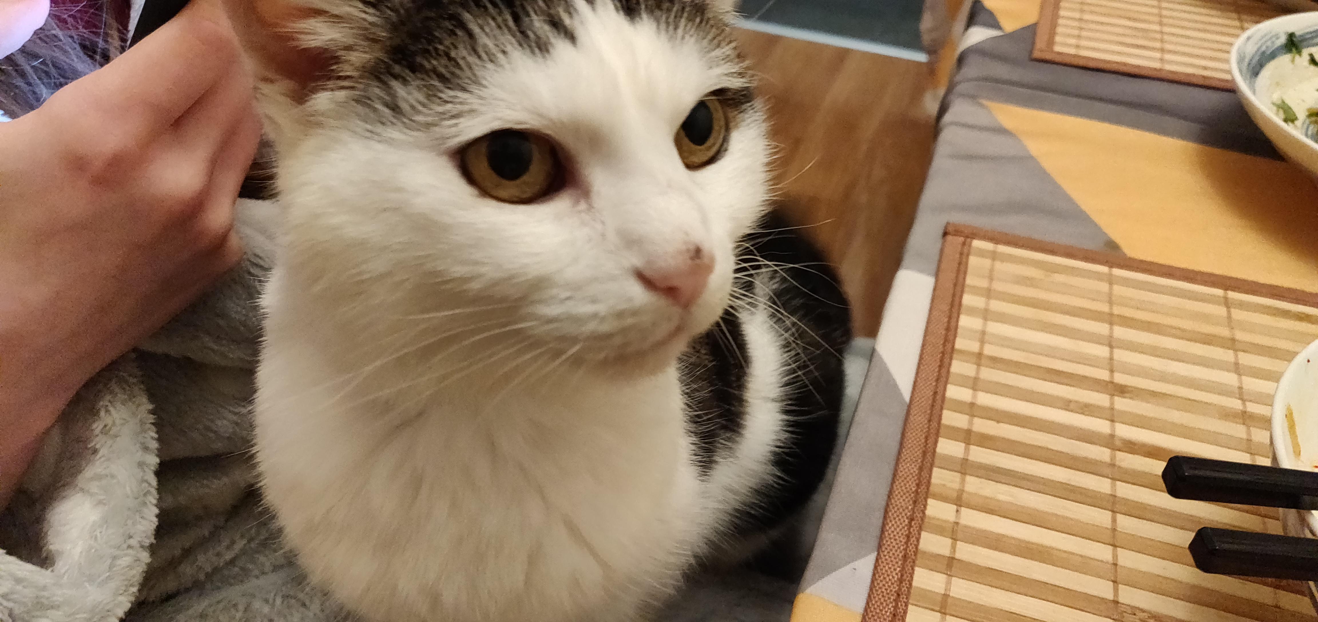 A black spot developed on my cat's nose. I can clean most of it off with a cloth, but it keeps