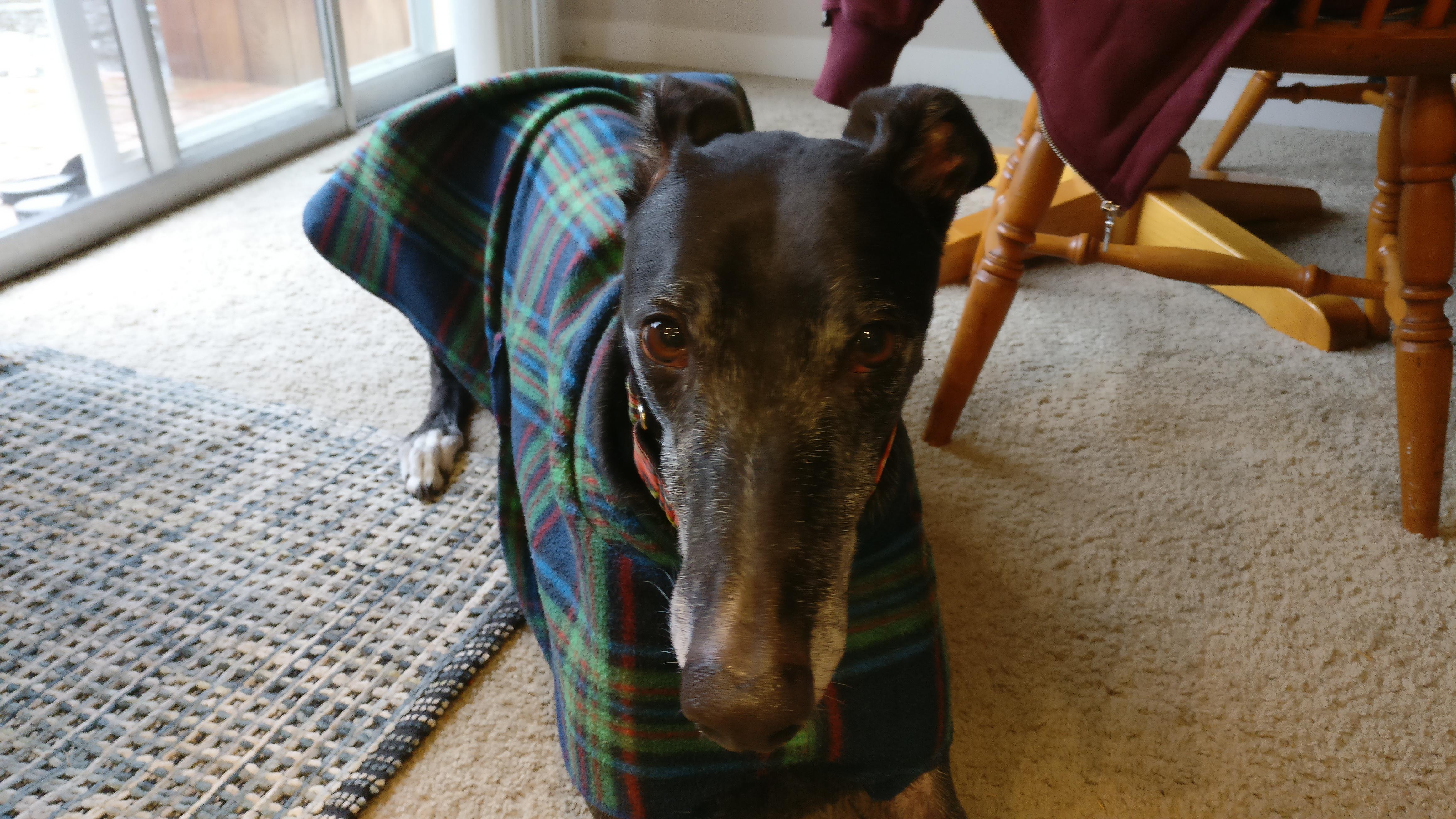 Why does the top of my dog's head smell like baked goods? r/Greyhounds