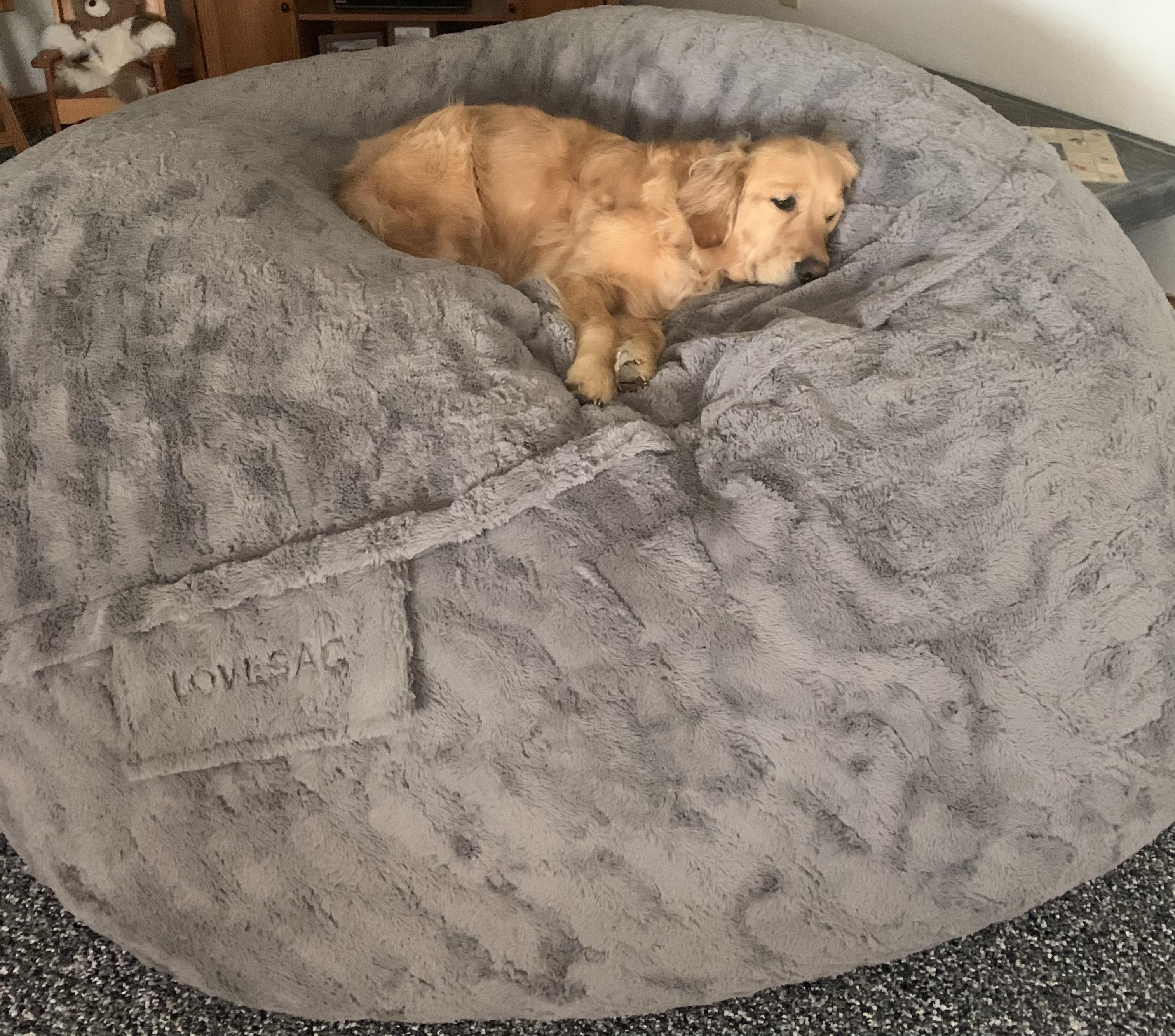 The most expensive dog bed in the world r/aww