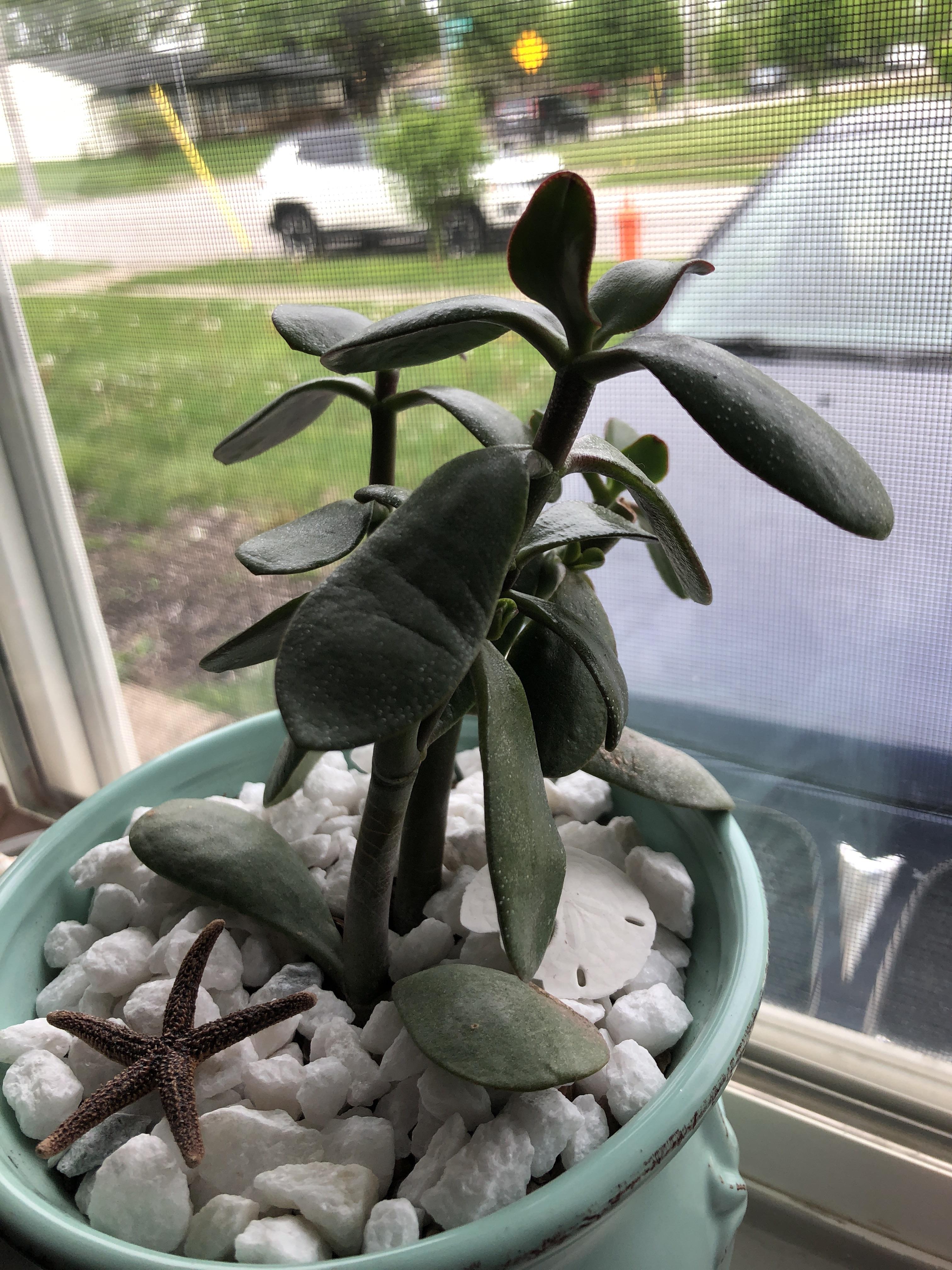 Help! Why are my Jade leaves so droopy? r/succulents