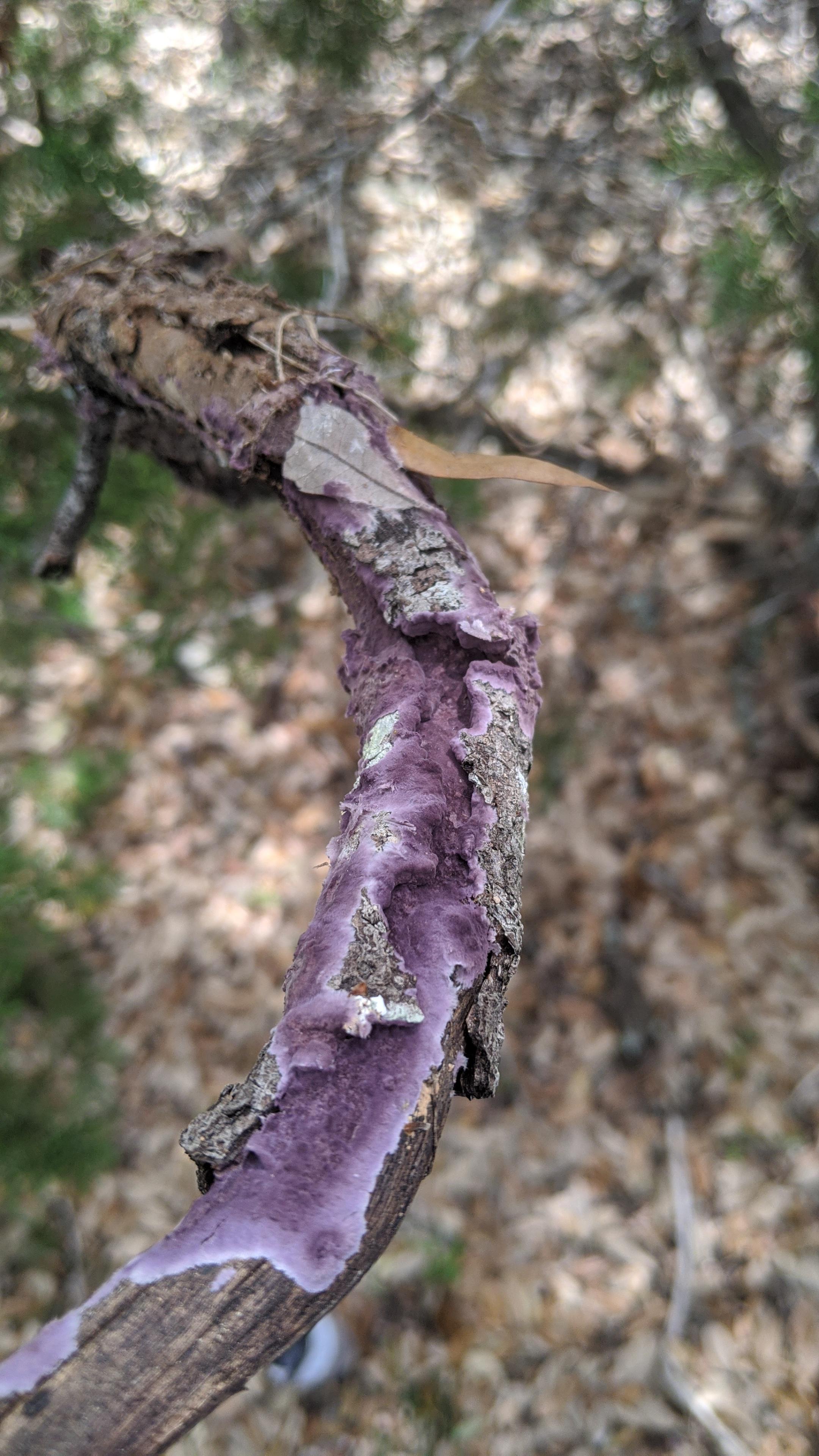 Crazy purple fungi eating oak in Blanco county TX whatisthismushroom