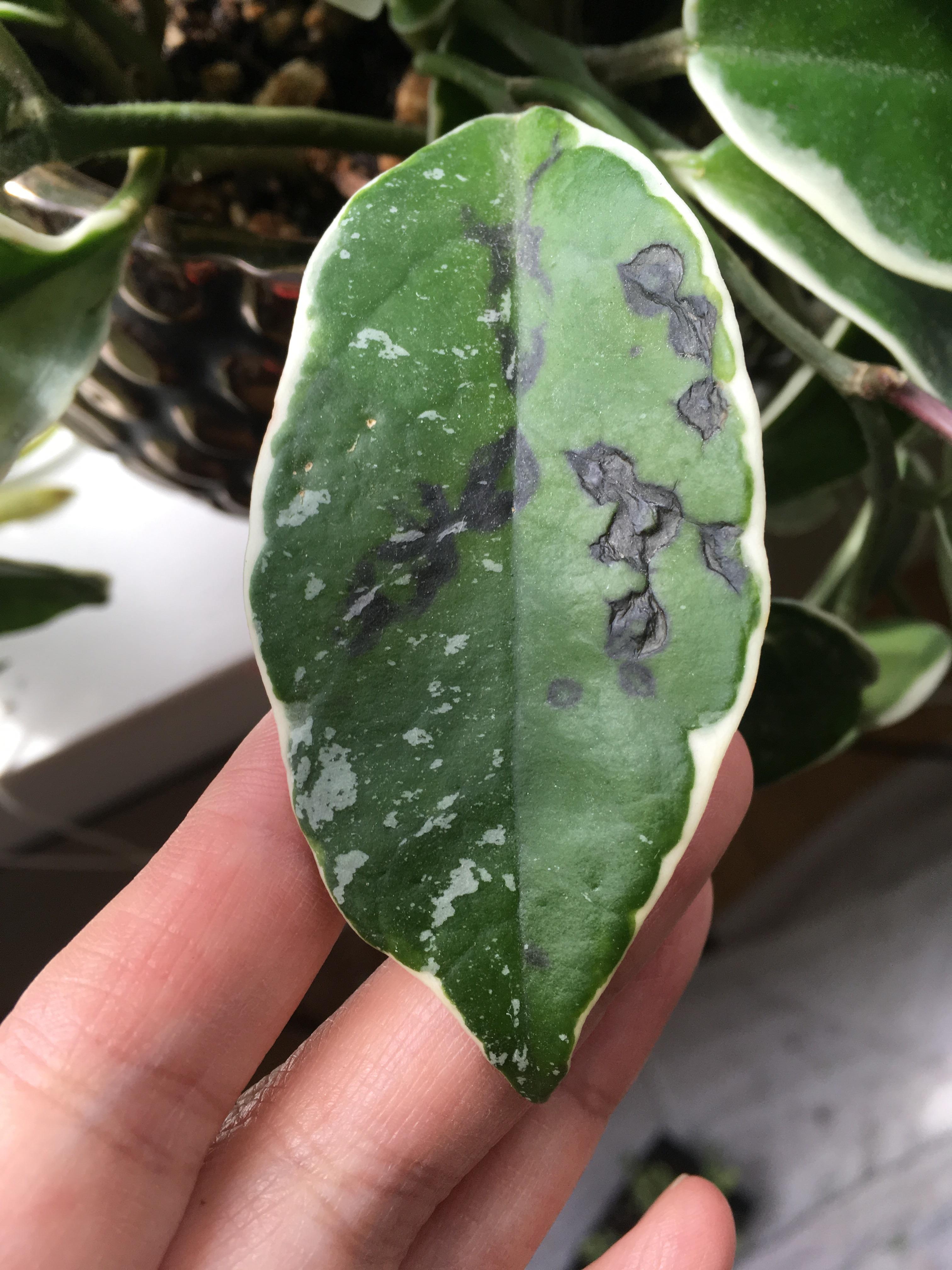 What wrong with my Hoya? r/hoyas