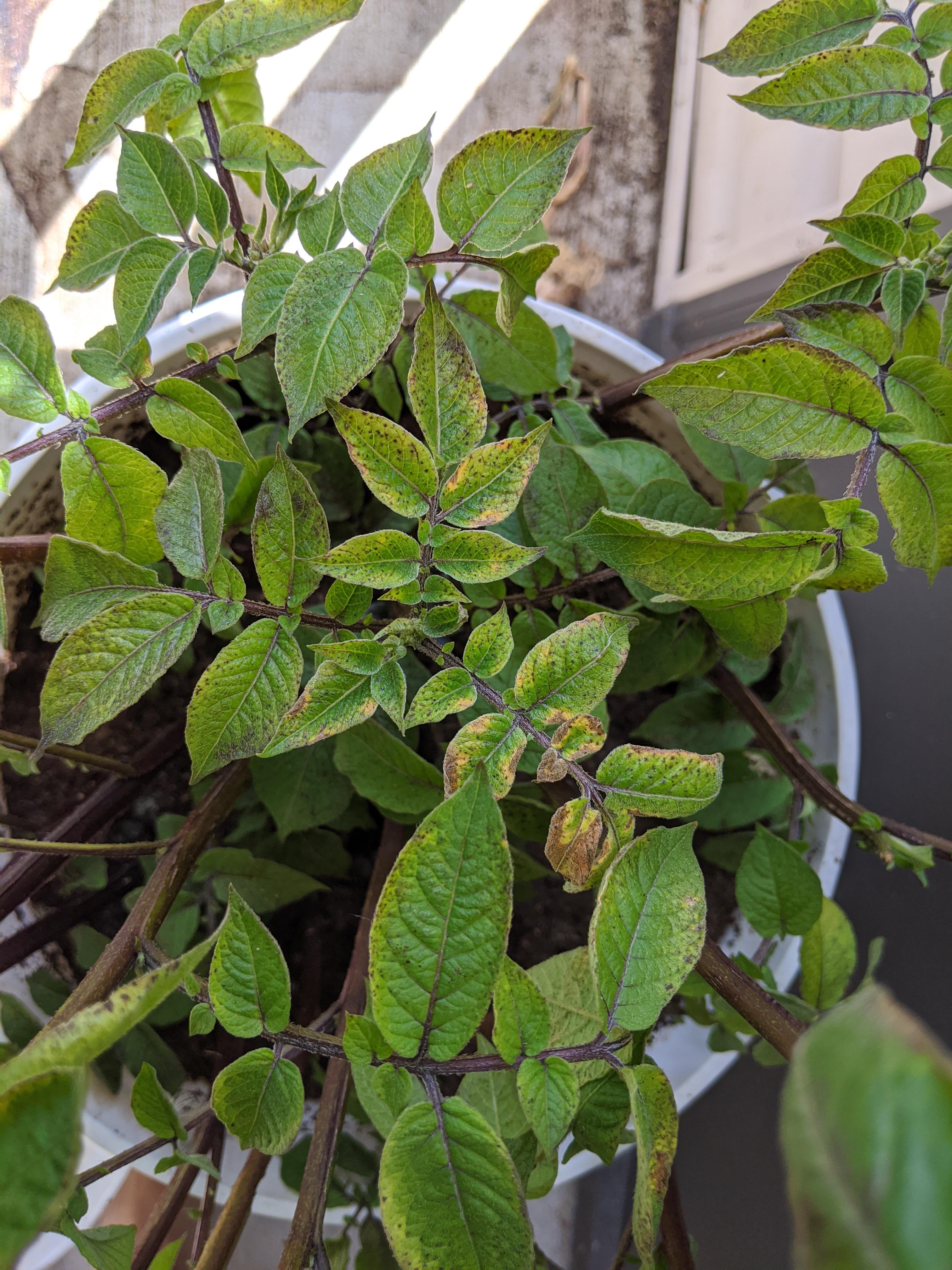 Potato leaves turning yellow and spotted r/plantclinic