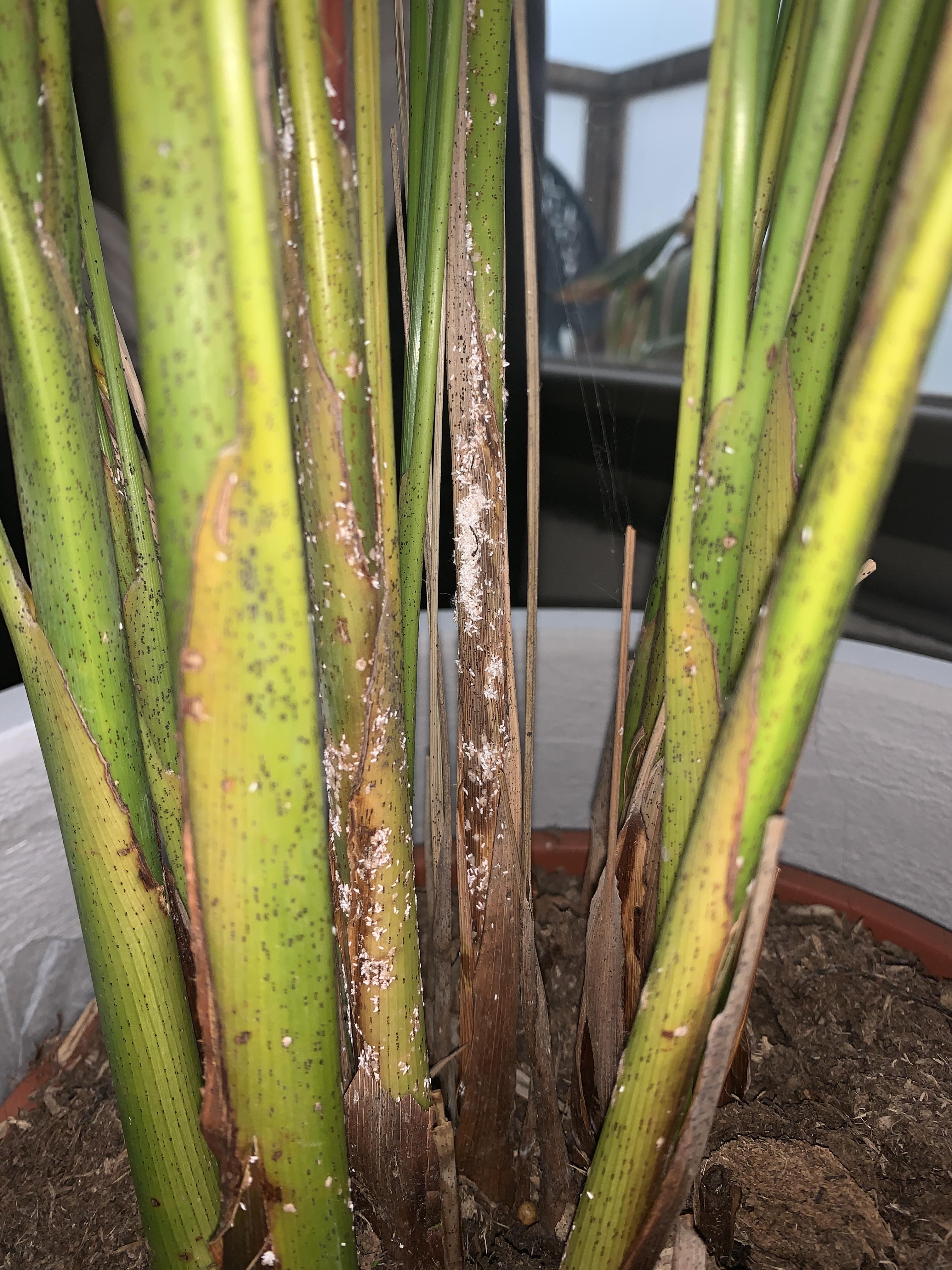 What are these white spots on my dypsis lutescens? r/houseplants