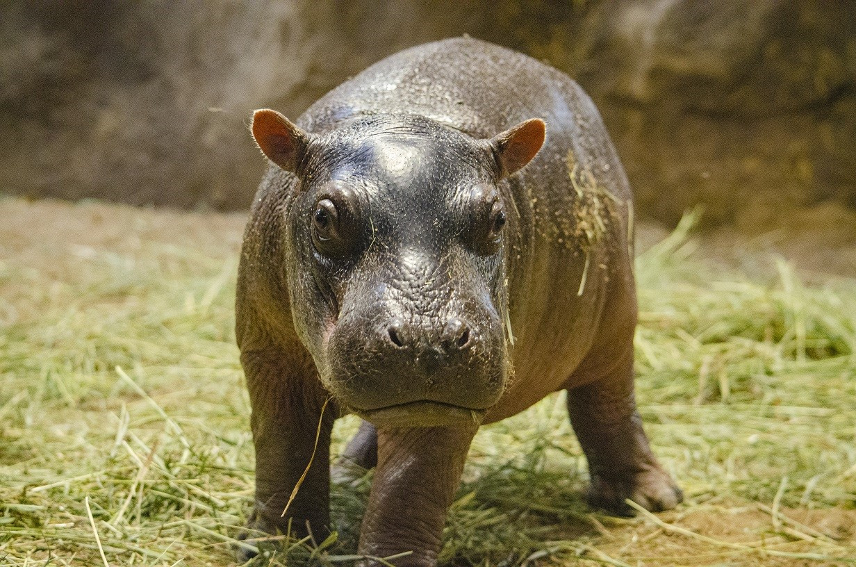 This little fella is the first hippo born at Cheyenne Mountain Zoo in