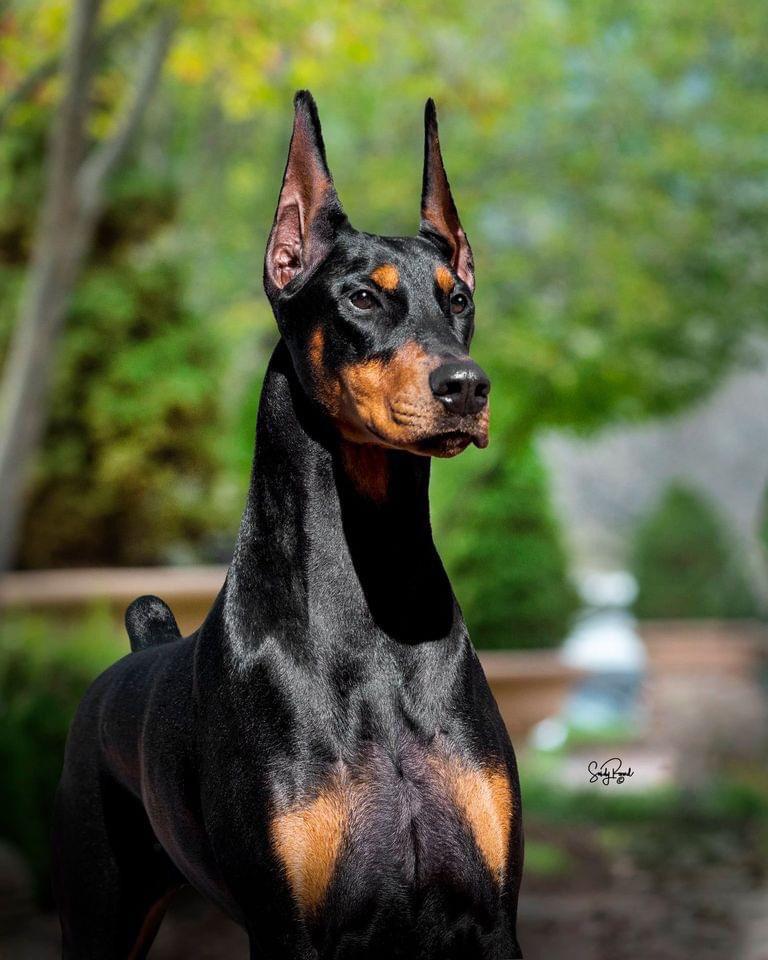 Doberman Pincher Club of America r/DobermanPinscher