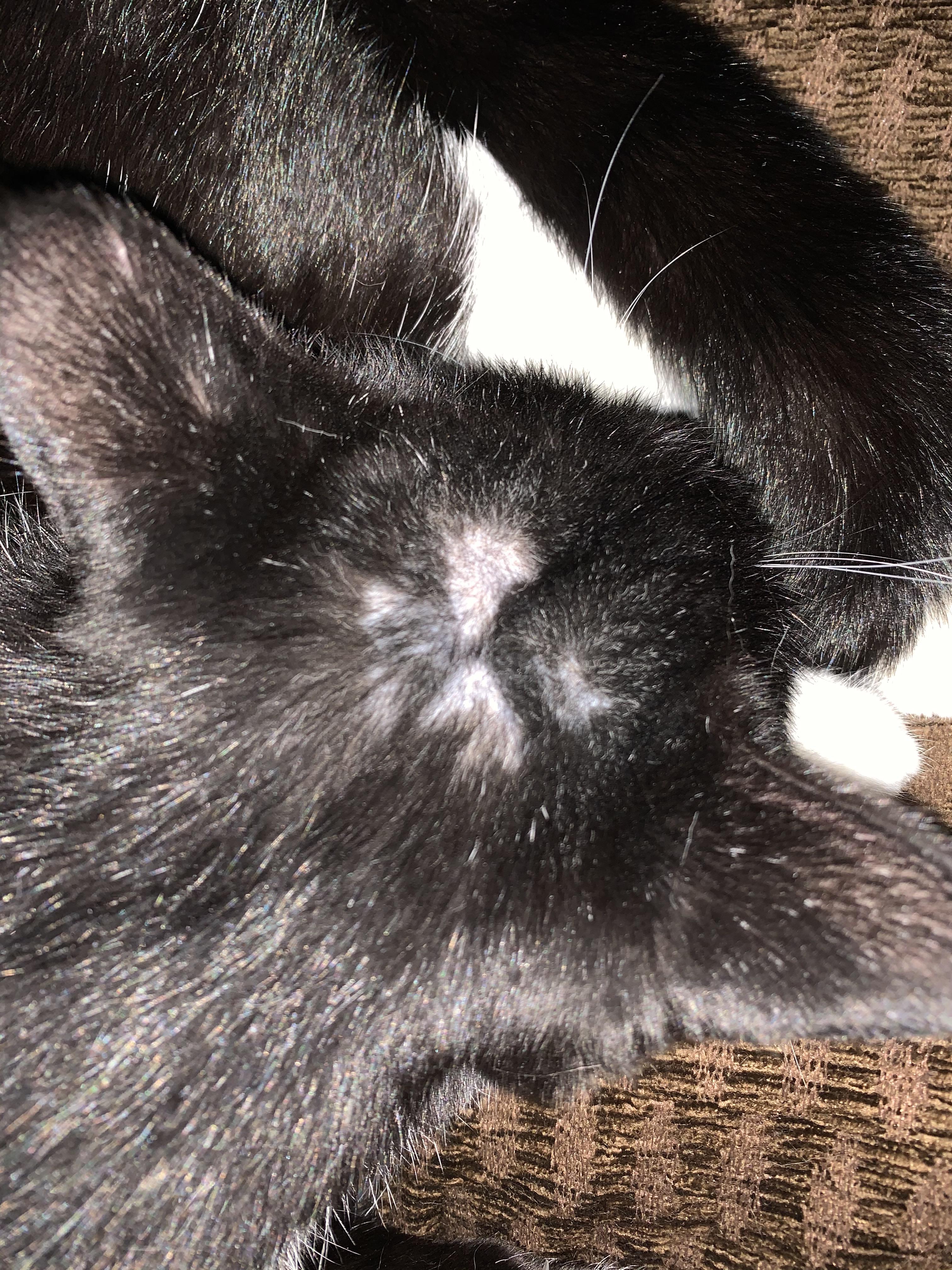 It looks like my cat is balding, I’ve never seen this before today, he