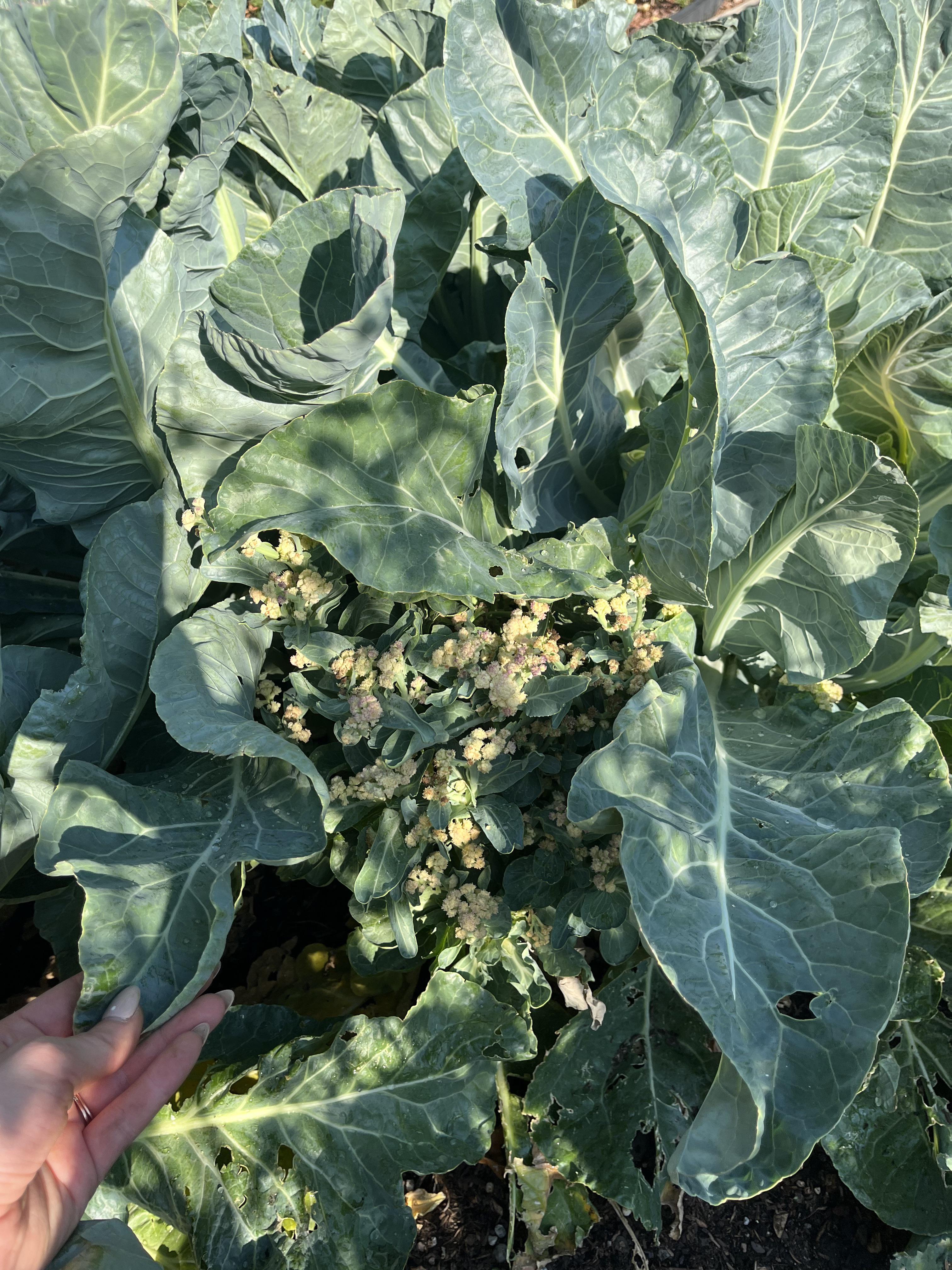 not sure why my cauliflower looks like this? r/vegetablegardening