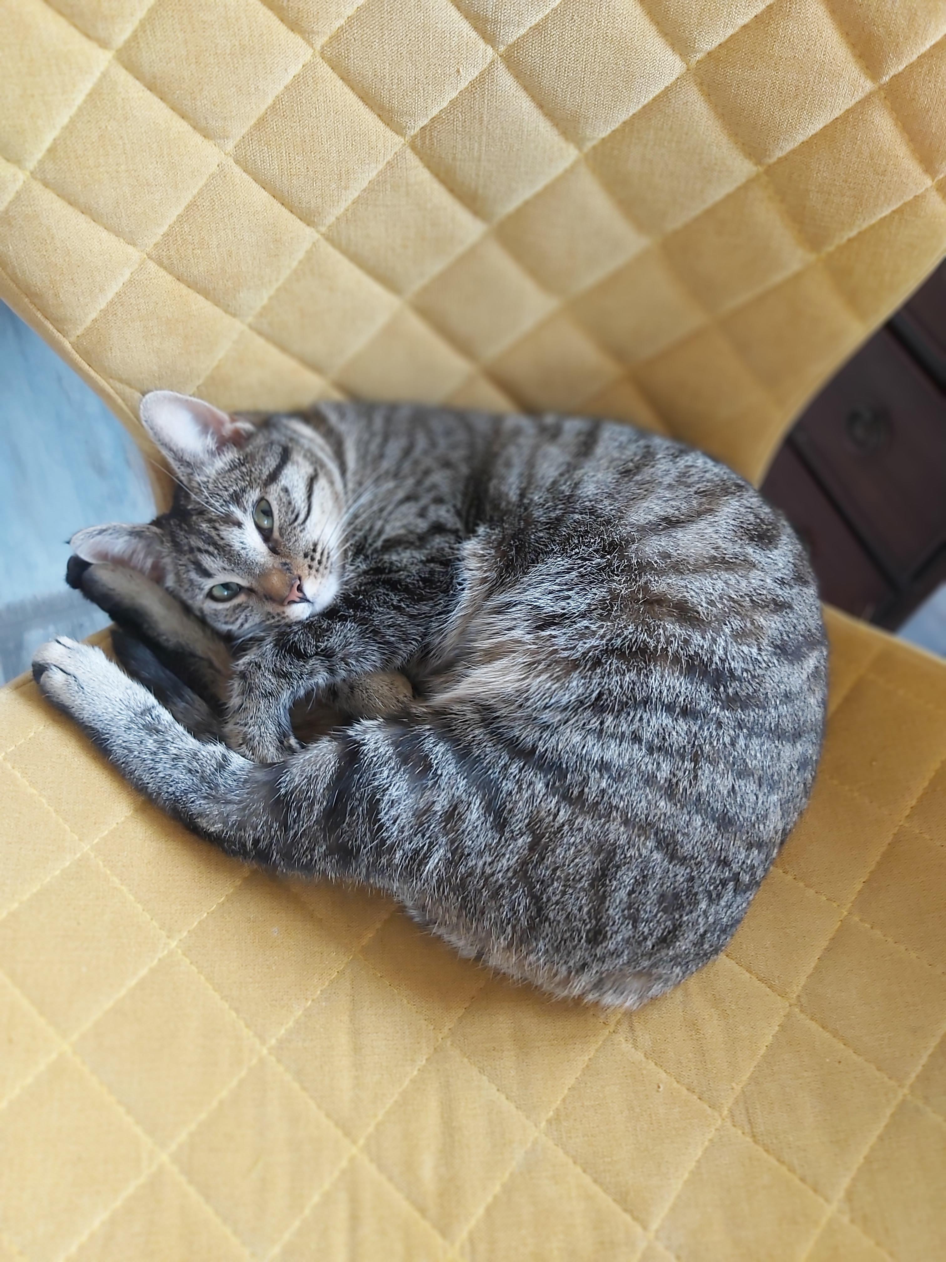 Pleasantly surprised by this cat in the BnB I stayed in, in Amsterdam cat