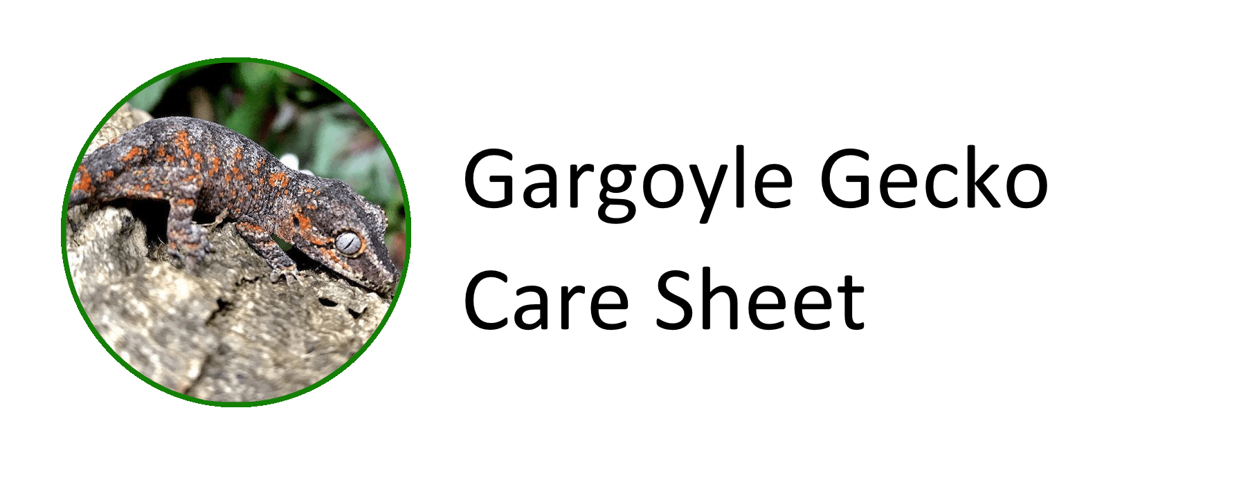 Gargoyle Gecko r/ReptileRange