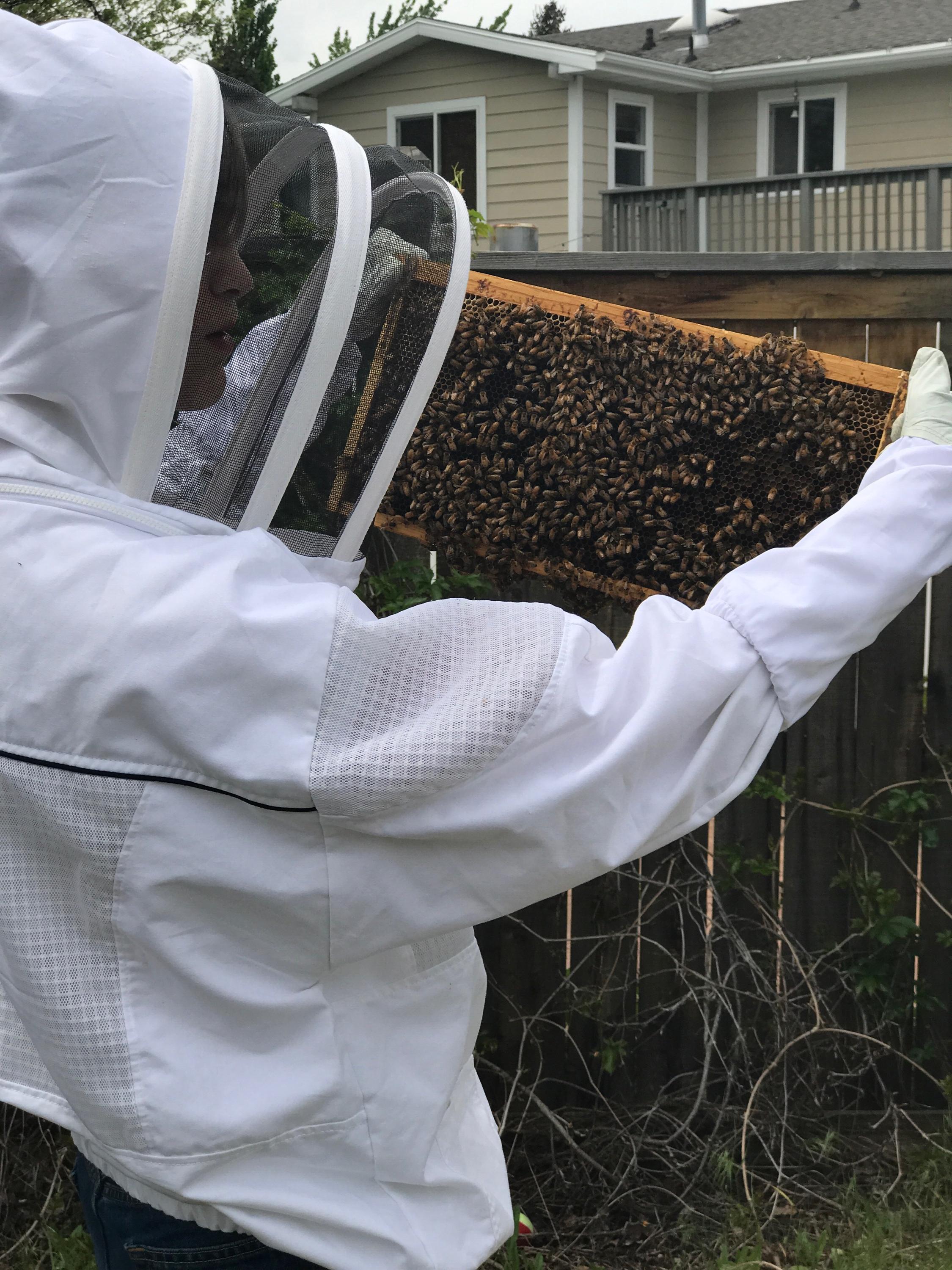 First Hive Check! Bees cleaning up a frame one of my beekeeper friends