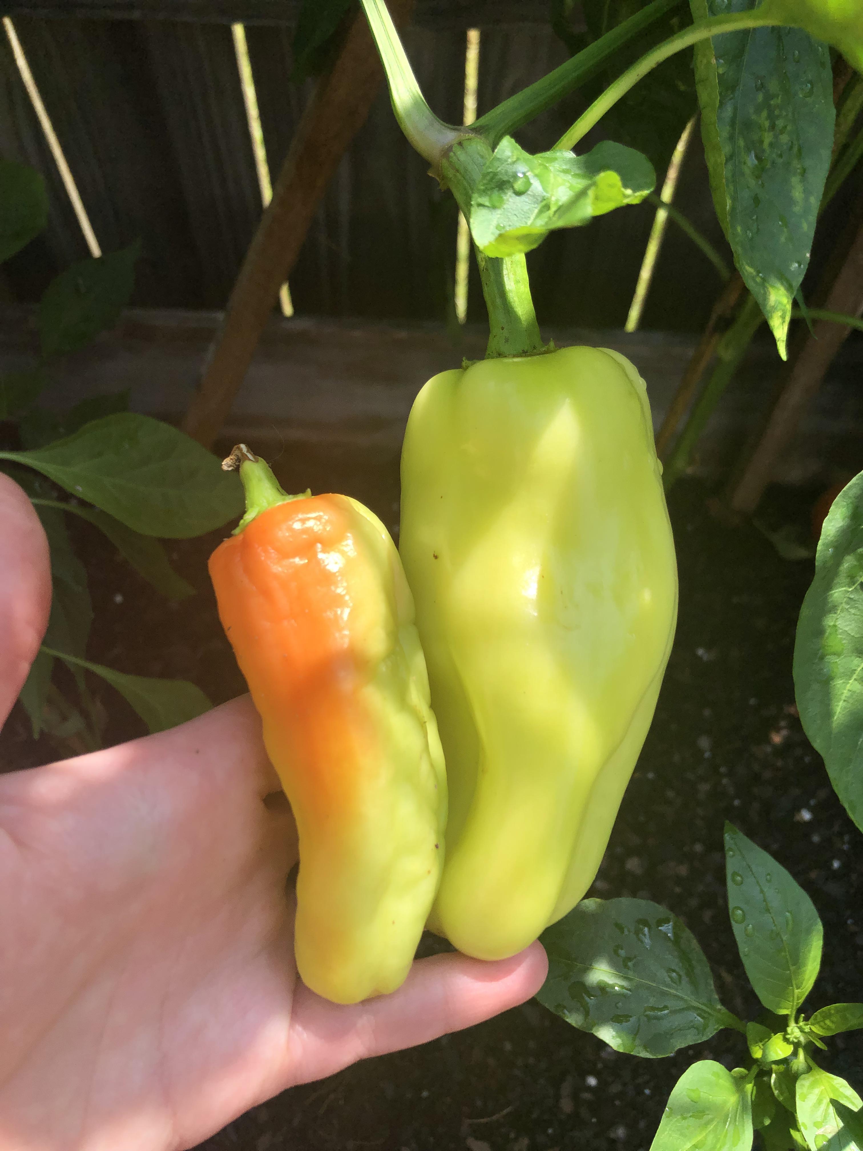 I thought poblano peppers turned dark green why are mine turning