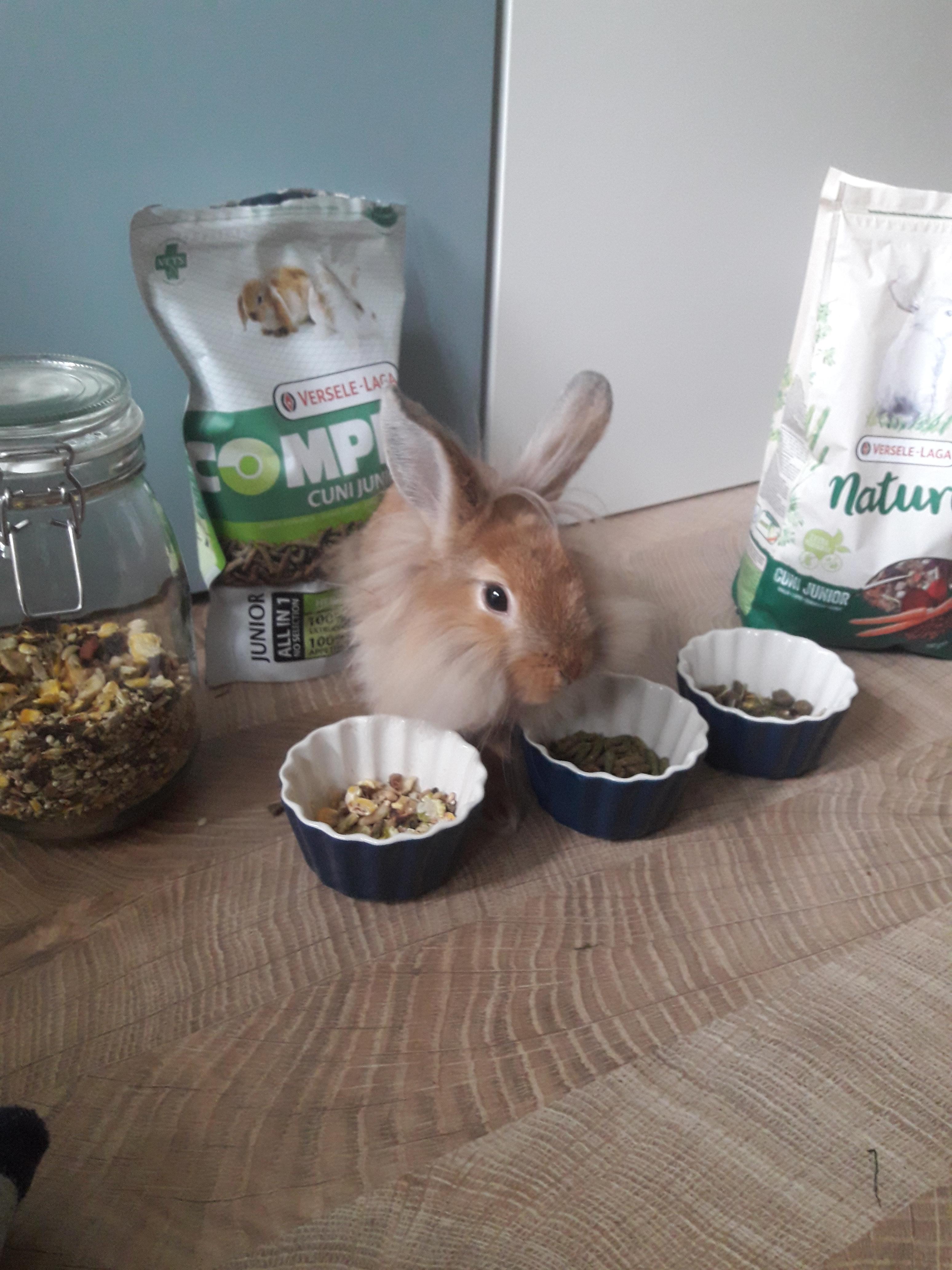 Which bunny food brands are the best for your health, and which ones